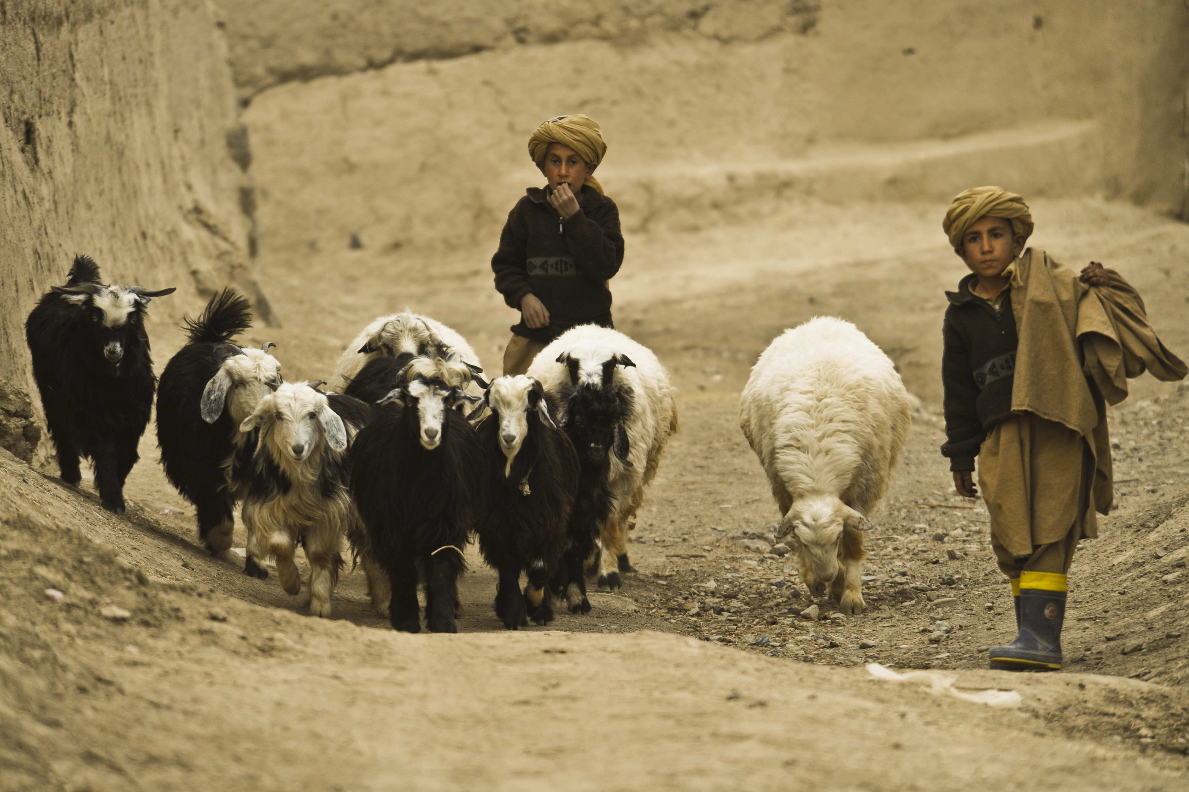 Afghan herder boys