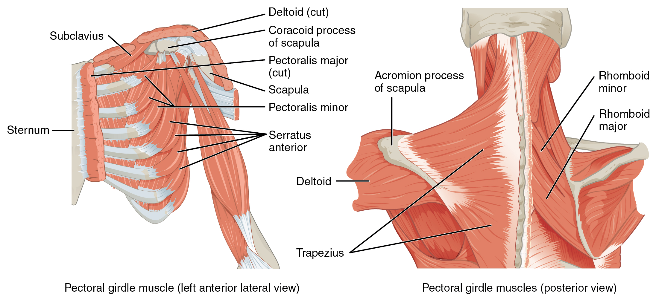 1118 Muscles that Position the Pectoral Girdle