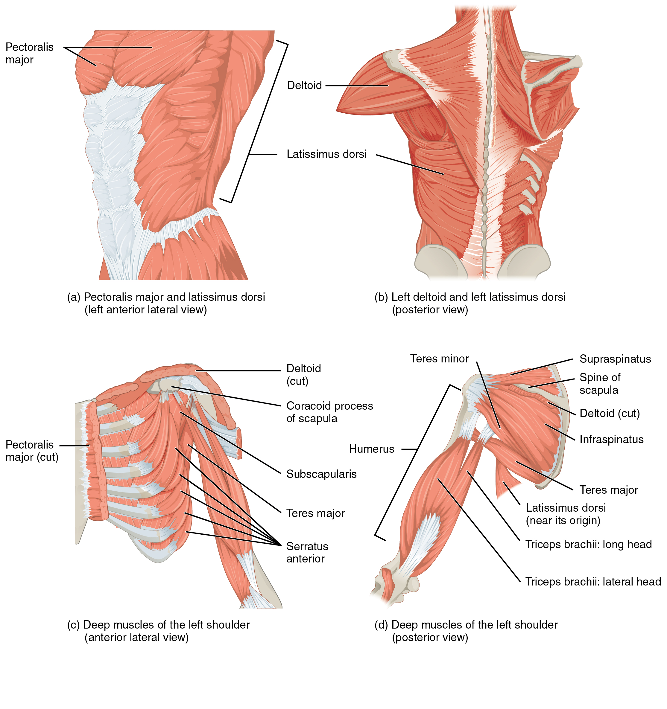 1119 Muscles that Move the Humerus