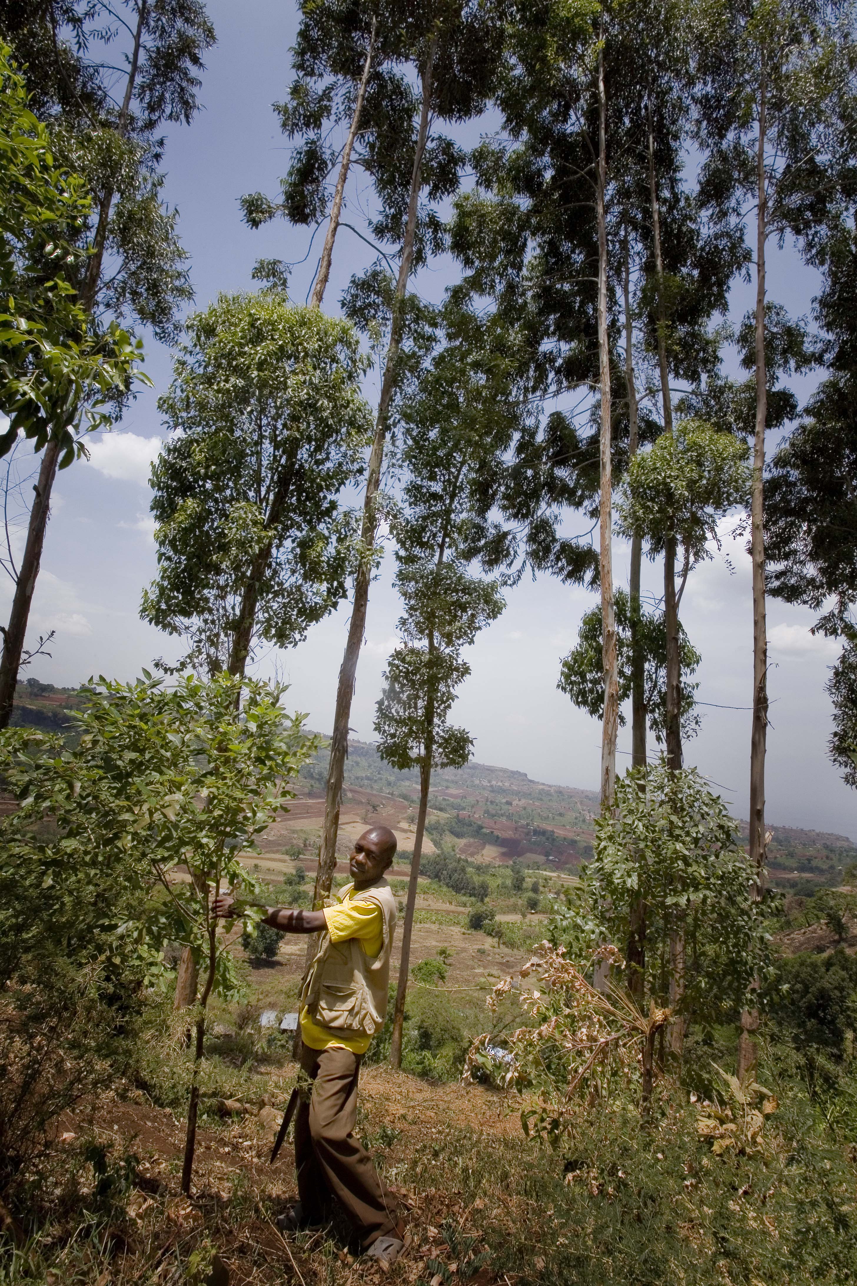 Julius Labu, and member of Landcare, tends to his trees in Arokwo Village, Kapchorwa,Uganda, on 11th March, 2009. (10706188374)