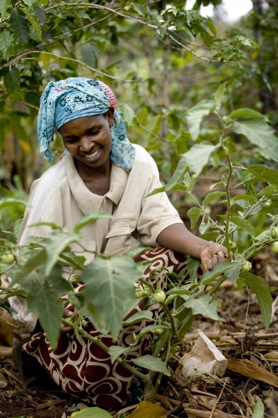 Olive Sabila Chemutai tends to her tomatoes on her homestead in Kapseror Village, Kapchorwa,Uganda, on 11th March, 2009. (10711429474)