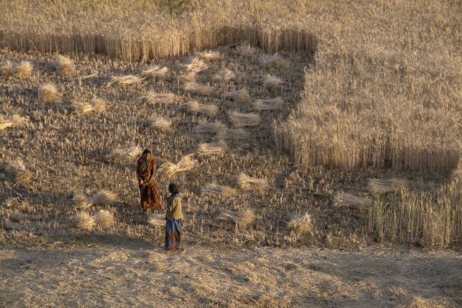 Wheat harvest, Raisen district, Madhya Pradesh, India