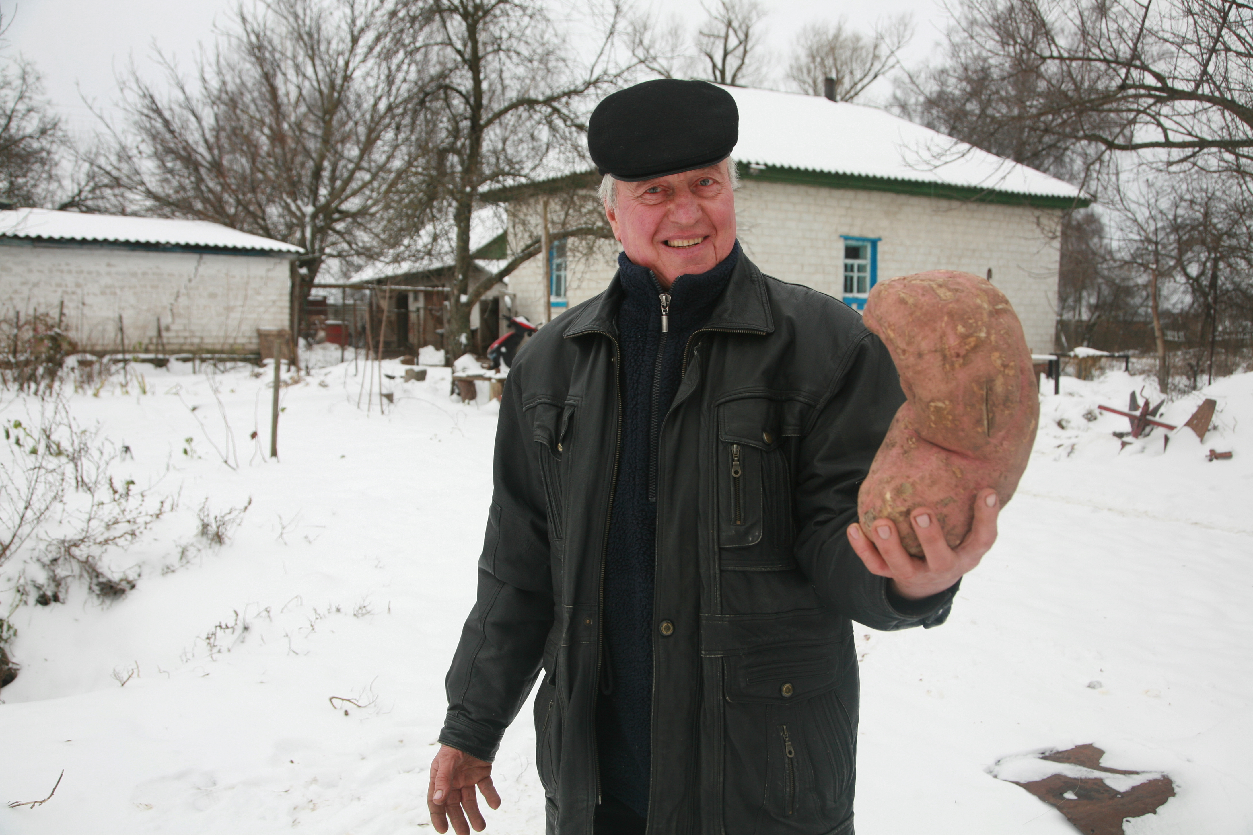 Sweet potato in Chernigiv region