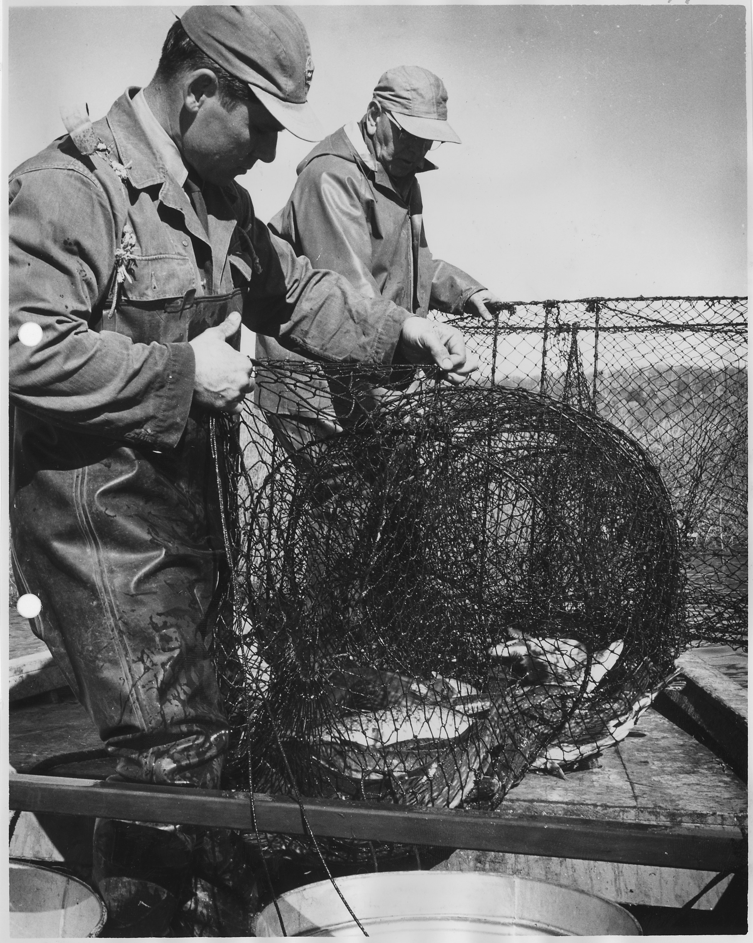 Two men with load of netted fish - NARA - 283862