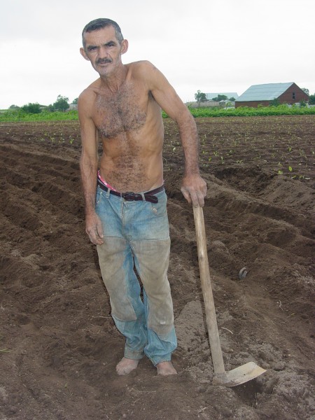 Farmer Tills the Fields - Near Pinar del Rio - Cuba