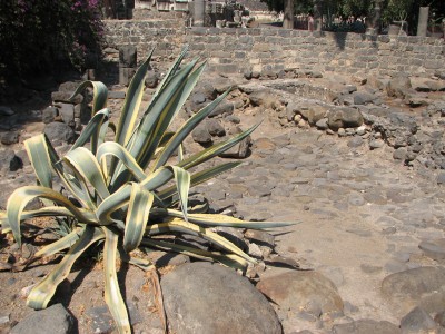 Capernaum was a fishing village in the time of the Hasmoneans. Located on the northern shore of the Sea of Galilee. It had a population of about 1,500. Archaeological excavations have revealed two ancient synagogues built one over the other. A church near Capernaum is said to be the home of Saint Peter. The town is cited in the Gospel of Luke where it was reported to have been the home of the apostles Simon Peter, Andrew, James and John, as well as the tax collector Matthew. In Matthew 4:13 the town was reported to have been the home of Jesus. According to Luke 4:31-44, Jesus taught in the synagogue in Capernaum on Sabbath. Jesus then healed a man who had the spirit of an unclean devil and healed a fever in Simon Peter's mother-in-law. According to Luke 7:1-10, it is also the place where a Roman Centurion asked Jesus to heal his servant. Capernaum is also mentioned in the Gospel of Mark (2:1), it is the location of the famous healing of the paralytic lowered through the roof to reach Jesus. According to the Synoptic Gospels, Jesus selected this town as the center of his public ministry in the Galilee after he left the small mountainous hamlet of Nazareth (Matthew 4:12-17). Capernaum has no obvious advantages over any other city in the area, so he probably chose it because it was the home of his first disciples, Simon (Peter) and Andrew.<br>Name of photo's author: Free-Photos.biz<br>This photo was taken in: Capernaum, Israel