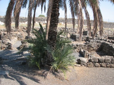 Capernaum was a fishing village in the time of the Hasmoneans. Located on the northern shore of the Sea of Galilee. It had a population of about 1,500. Archaeological excavations have revealed two ancient synagogues built one over the other. A church near Capernaum is said to be the home of Saint Peter. The town is cited in the Gospel of Luke where it was reported to have been the home of the apostles Simon Peter, Andrew, James and John, as well as the tax collector Matthew. In Matthew 4:13 the town was reported to have been the home of Jesus. According to Luke 4:31-44, Jesus taught in the synagogue in Capernaum on Sabbath. Jesus then healed a man who had the spirit of an unclean devil and healed a fever in Simon Peter's mother-in-law. According to Luke 7:1-10, it is also the place where a Roman Centurion asked Jesus to heal his servant. Capernaum is also mentioned in the Gospel of Mark (2:1), it is the location of the famous healing of the paralytic lowered through the roof to reach Jesus. According to the Synoptic Gospels, Jesus selected this town as the center of his public ministry in the Galilee after he left the small mountainous hamlet of Nazareth (Matthew 4:12-17). Capernaum has no obvious advantages over any other city in the area, so he probably chose it because it was the home of his first disciples, Simon (Peter) and Andrew.<br>Name of photo's author: Free-Photos.biz<br>This photo was taken in: Capernaum, Israel