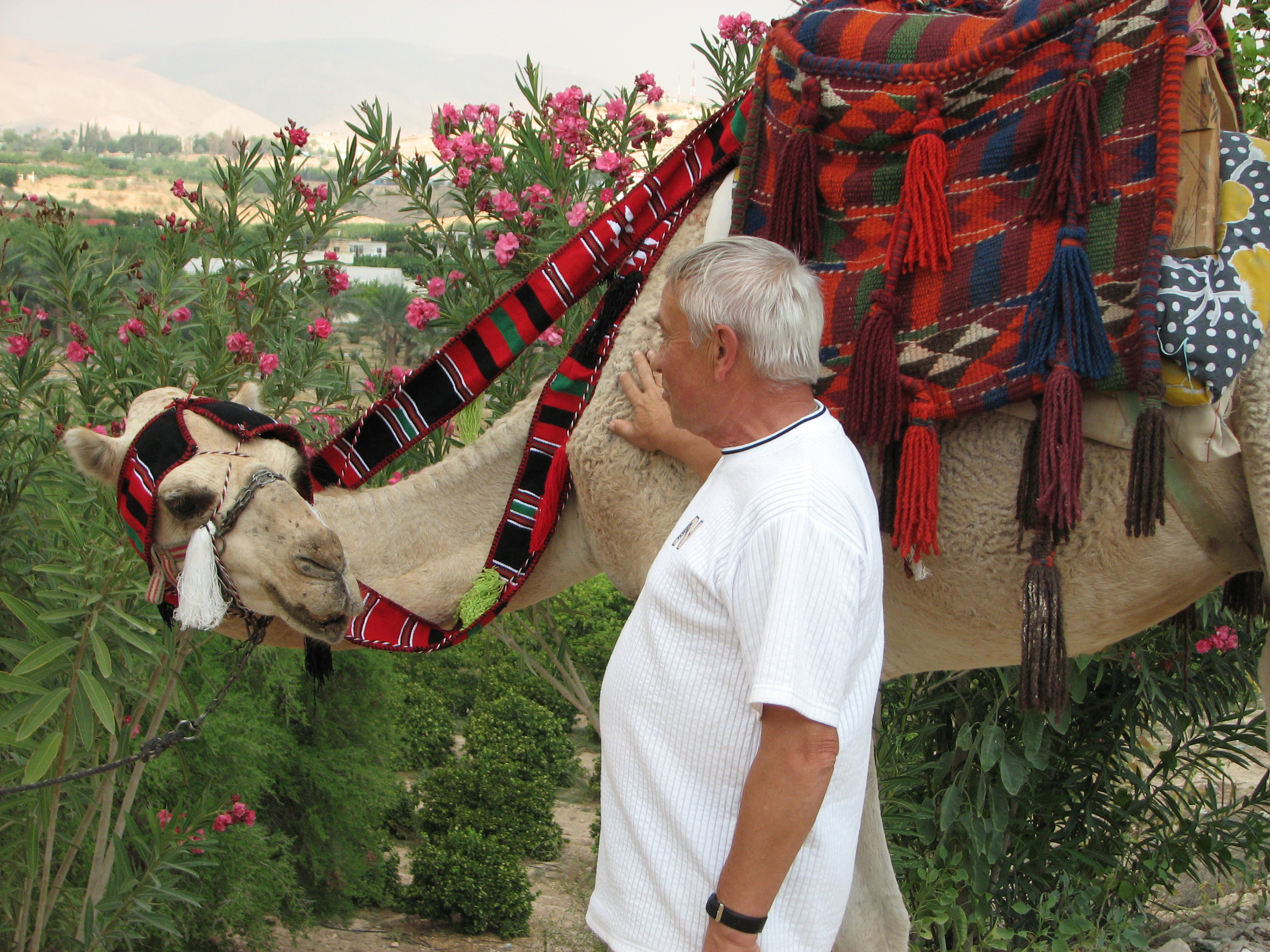 A man with a camel in Jericho, Israel, picture 7.