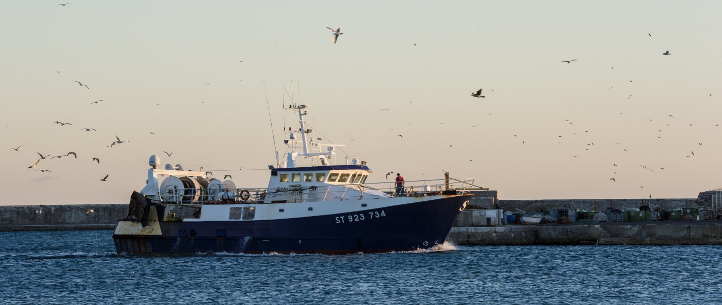 Gulls over a fishing trawler, Sète 01
