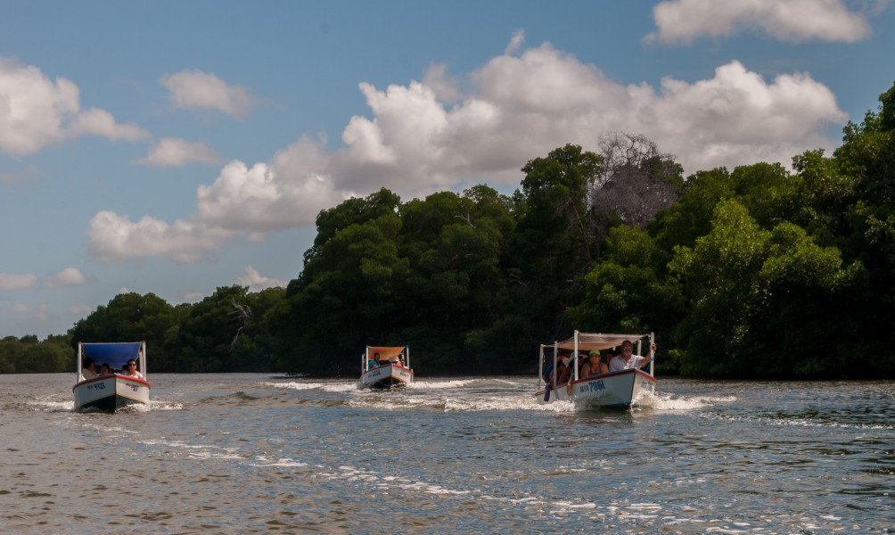 Transport boatas in La Restinga Lagoon