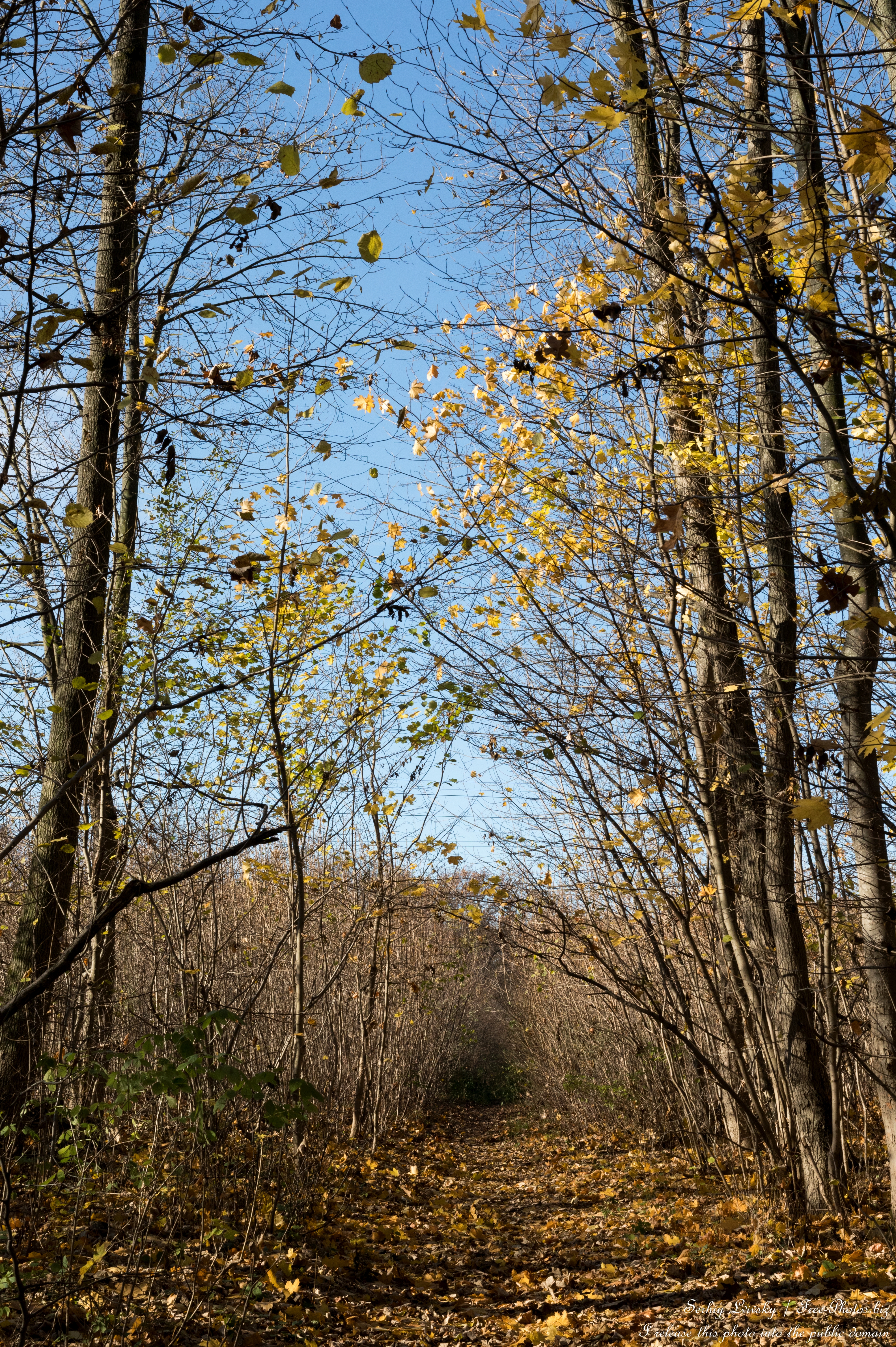 nature_in_lviv_region_of_ukraine_in_nov_2025_photo_by_serhiy_lvivsky_03
