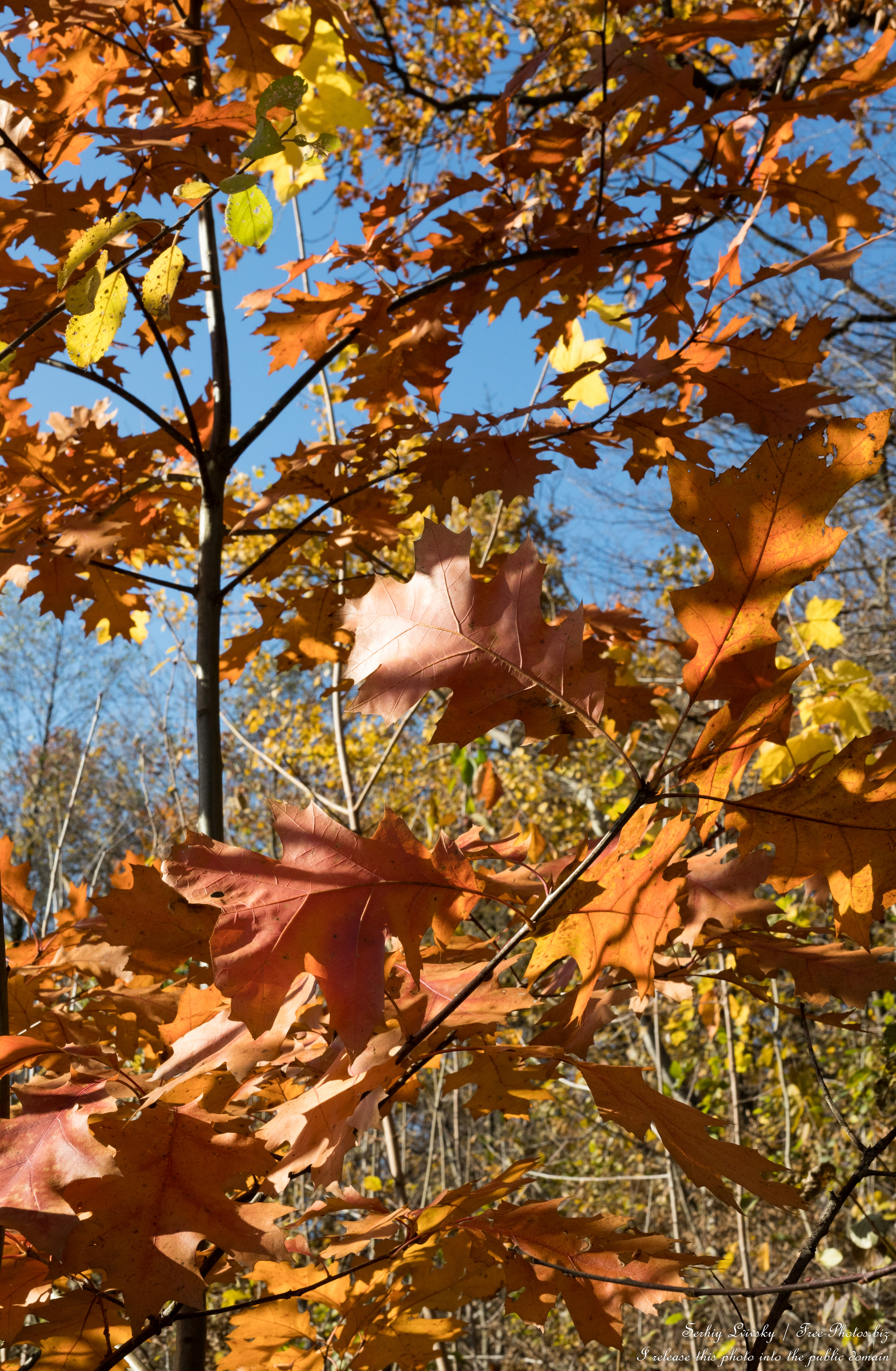 nature_in_lviv_region_of_ukraine_in_nov_2025_photo_by_serhiy_lvivsky_06