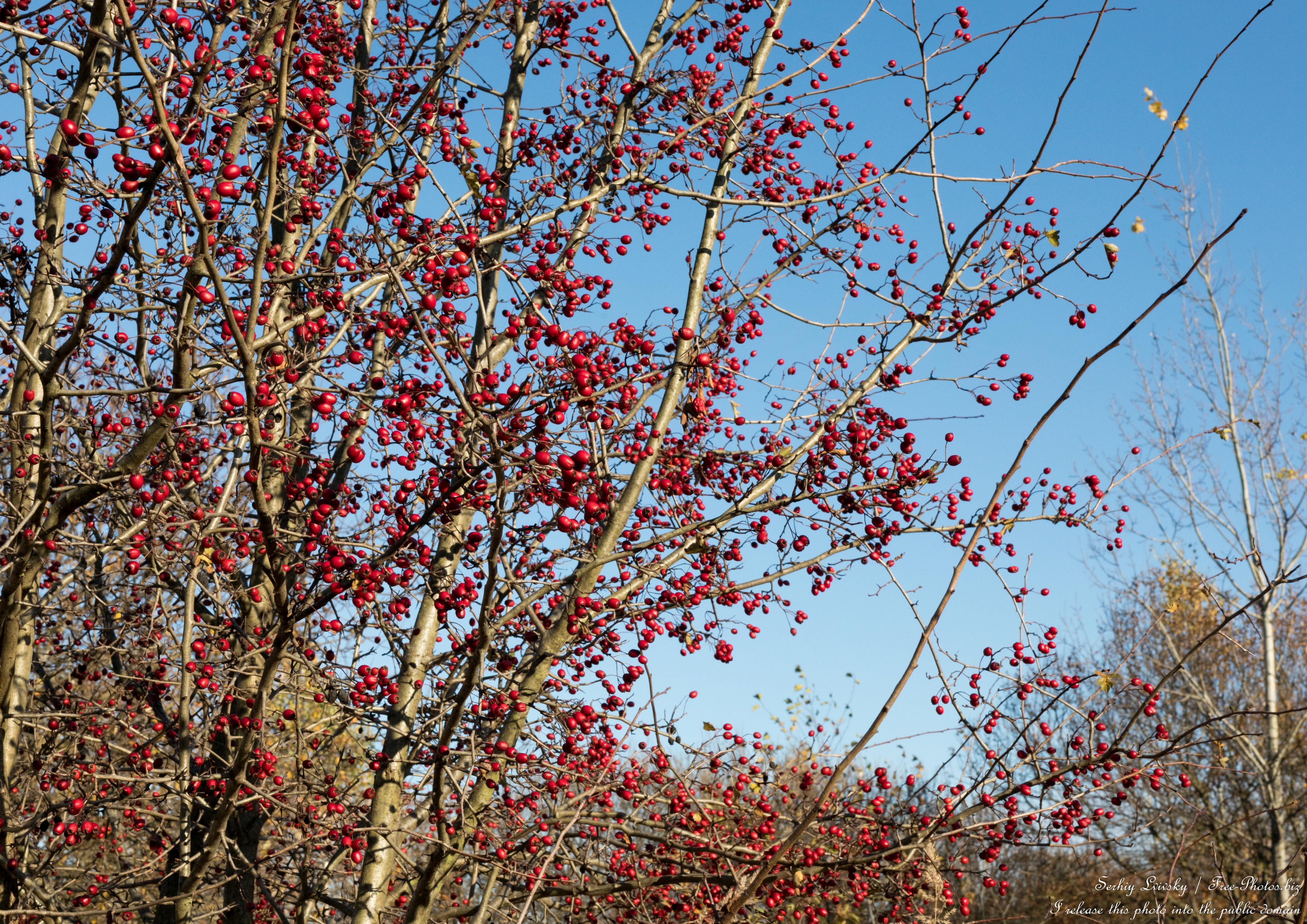 nature_in_lviv_region_of_ukraine_in_nov_2025_photo_by_serhiy_lvivsky_11