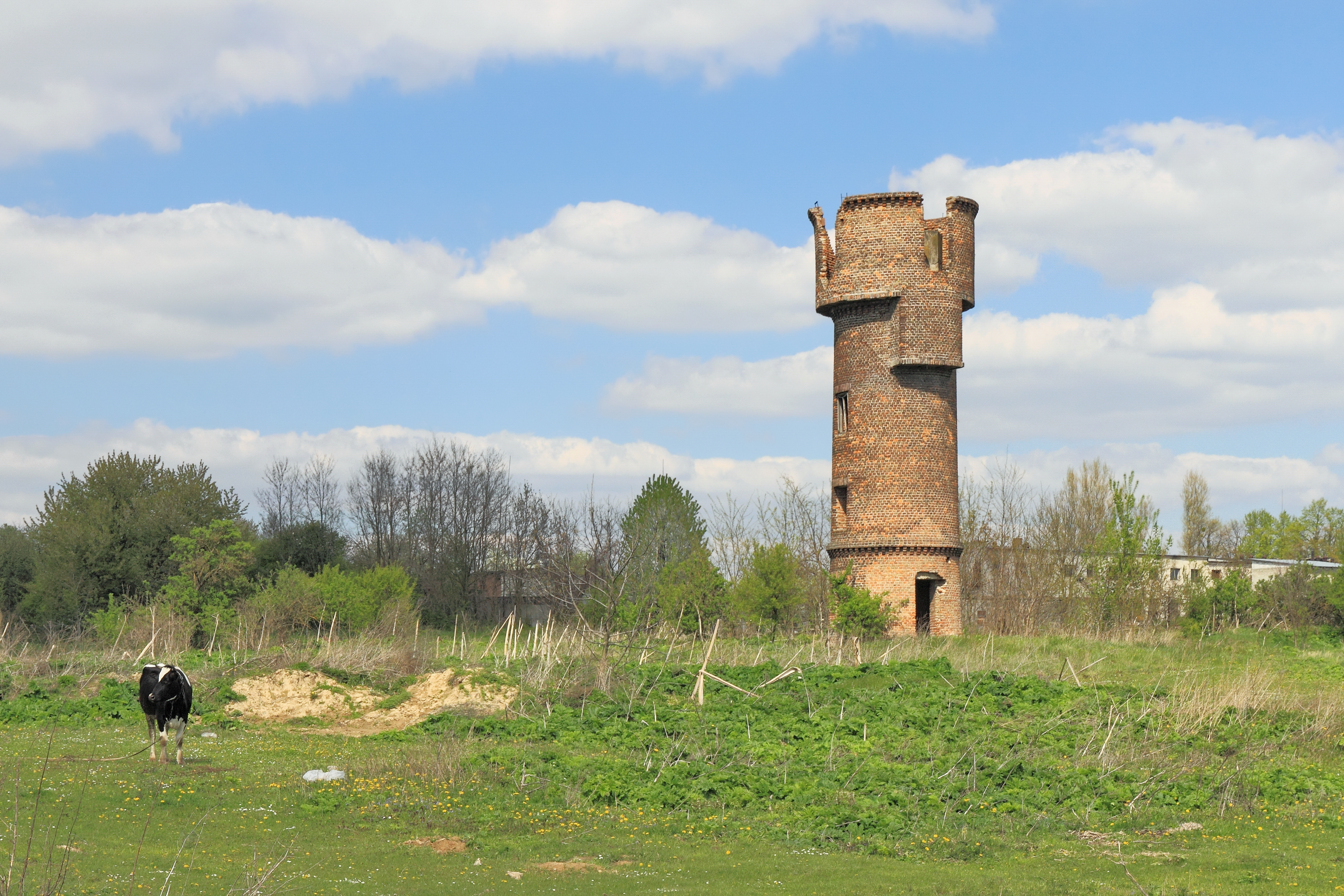 2015 Sokal, Wieża i krowa 02