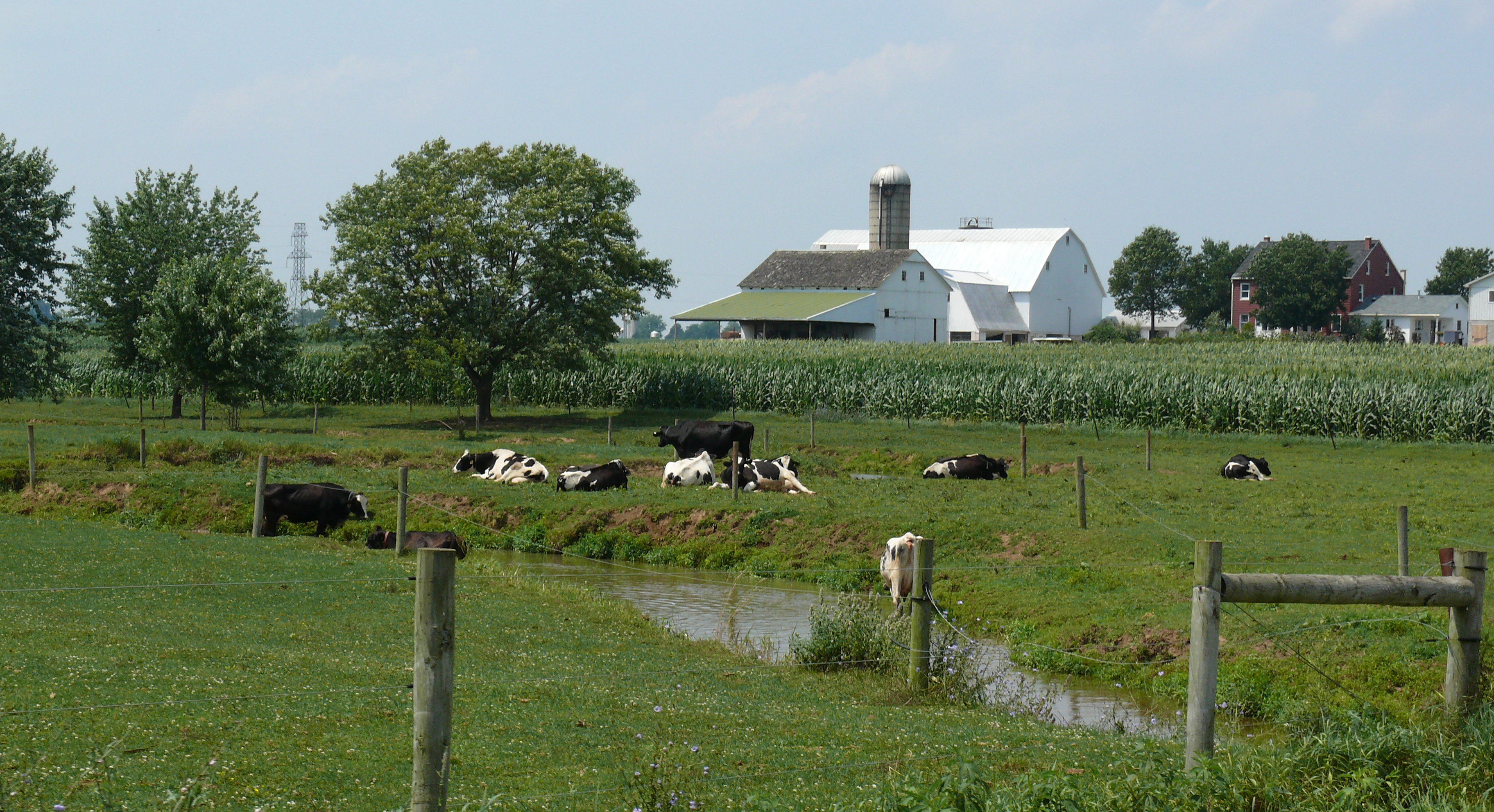 Amish dairy farm 5