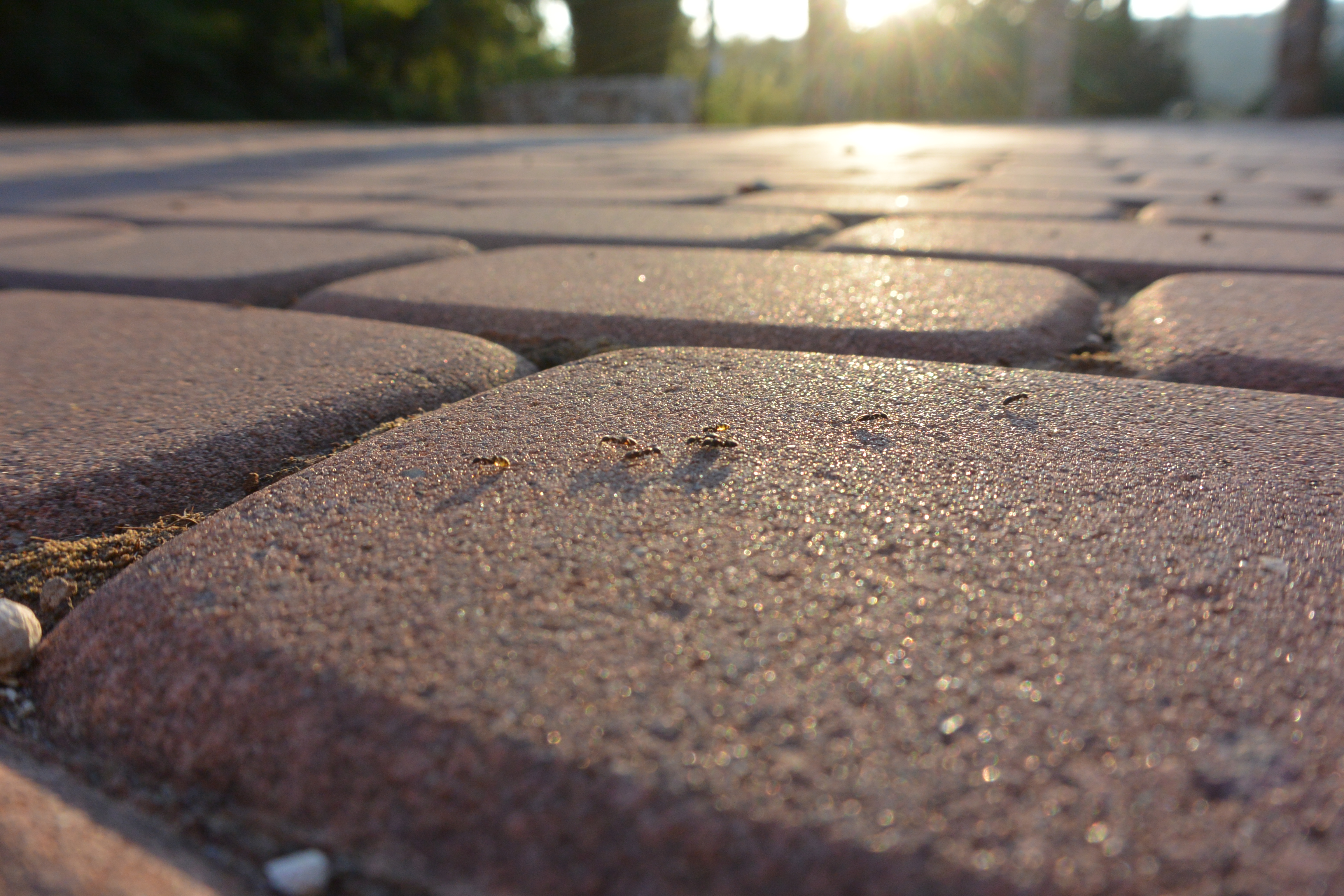 Ants at Dishon village square