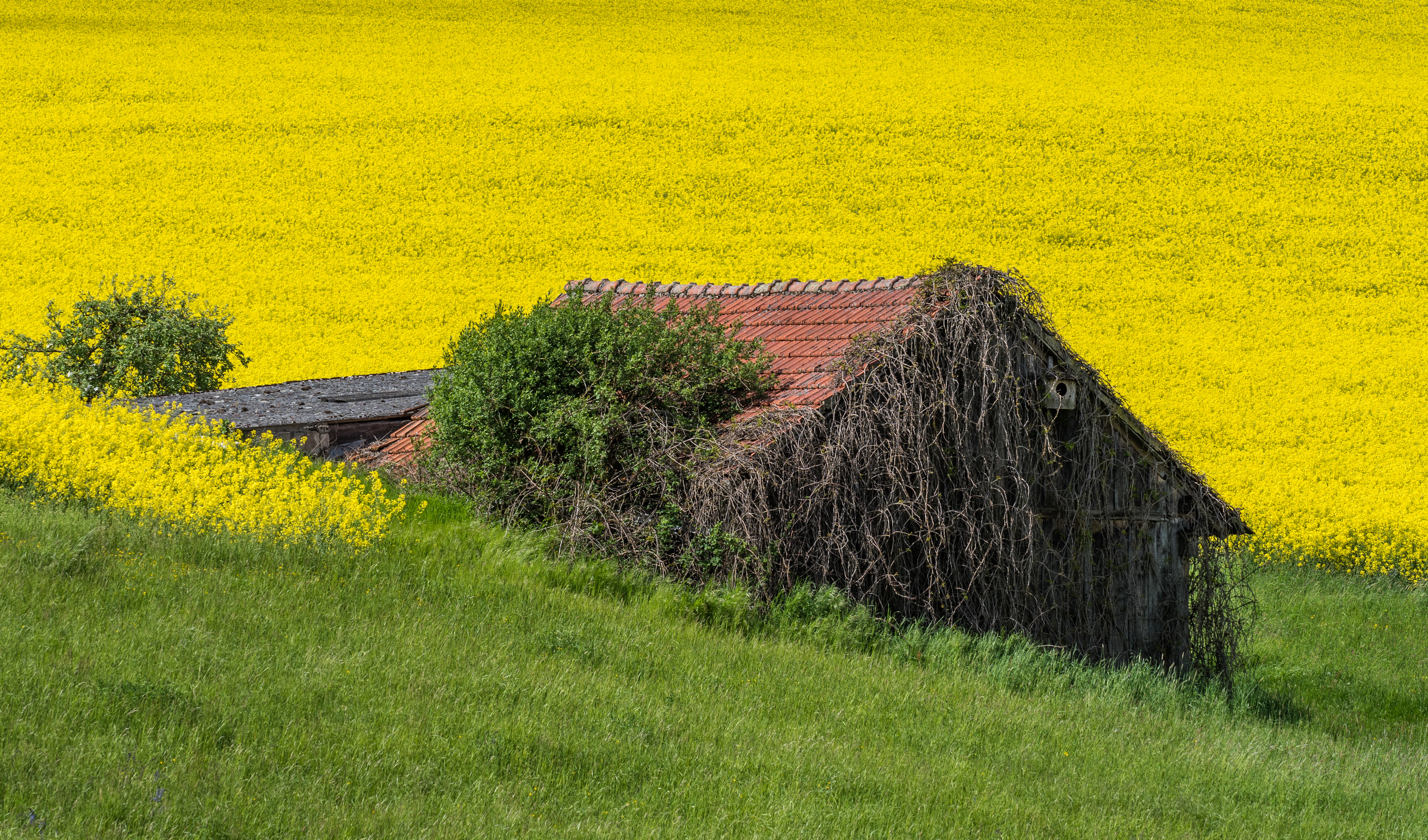 Haßberge Scheune 5153908