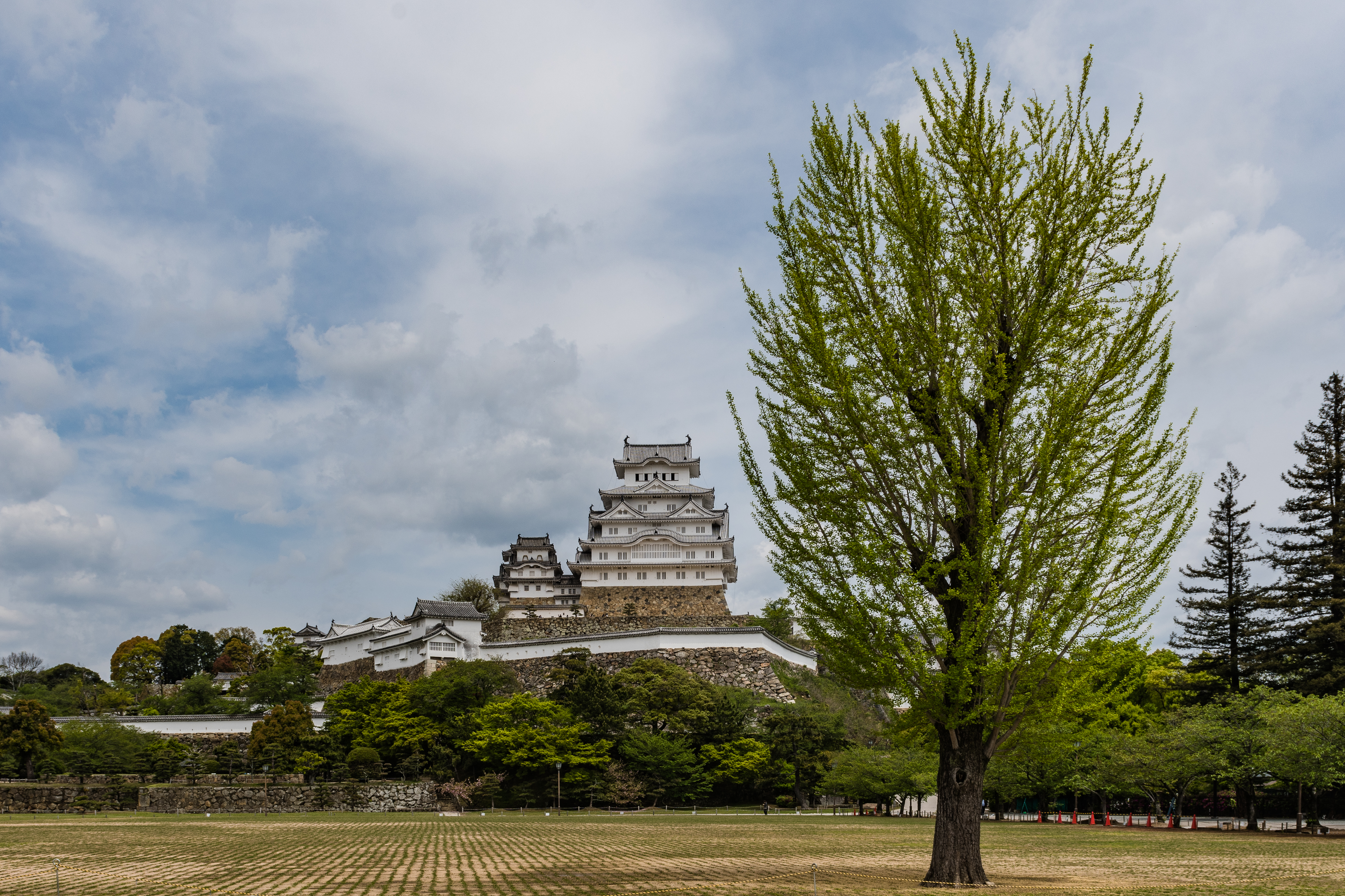 Himeji Castle with tree