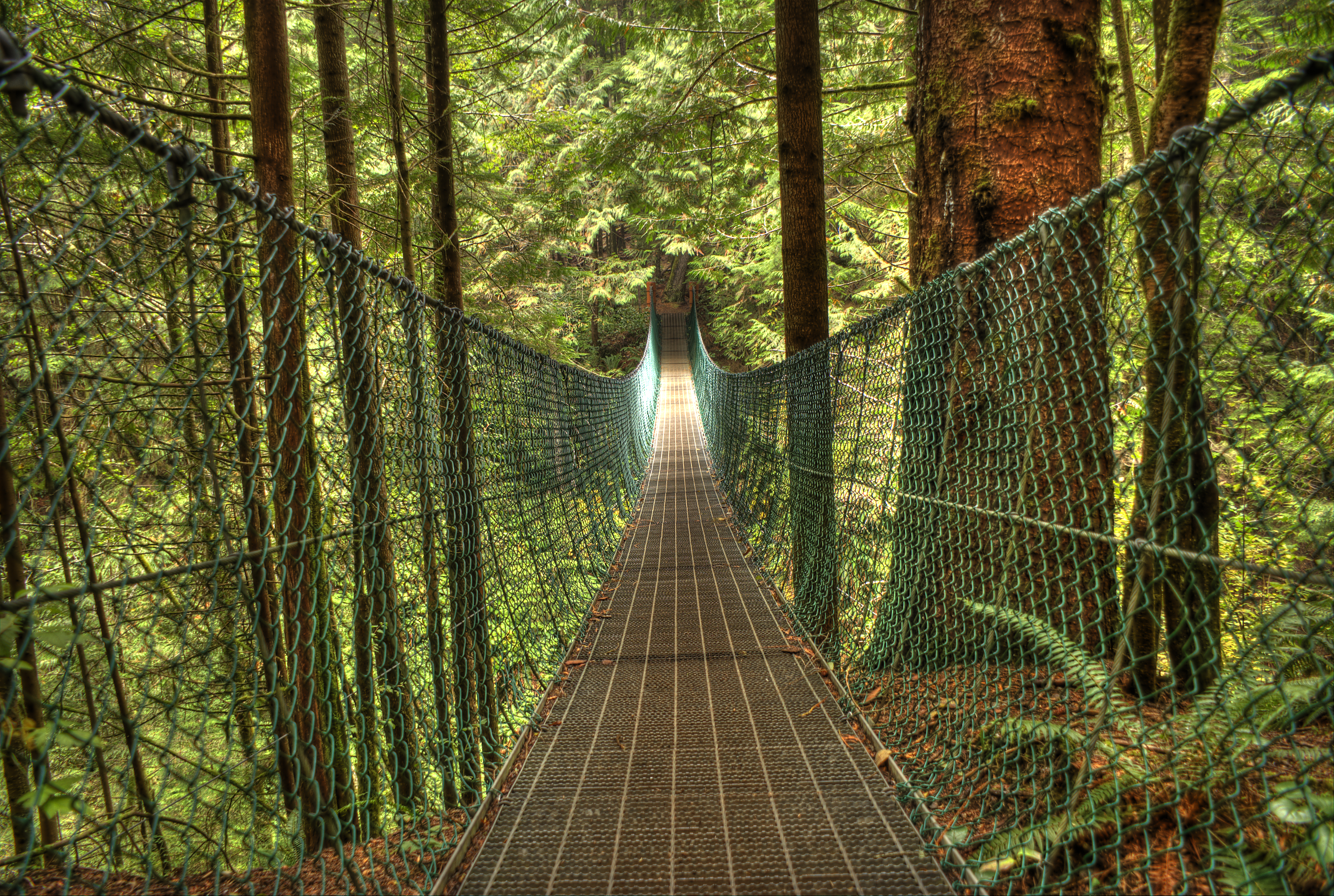 Juan de Fuca Trail Suspension Bridge