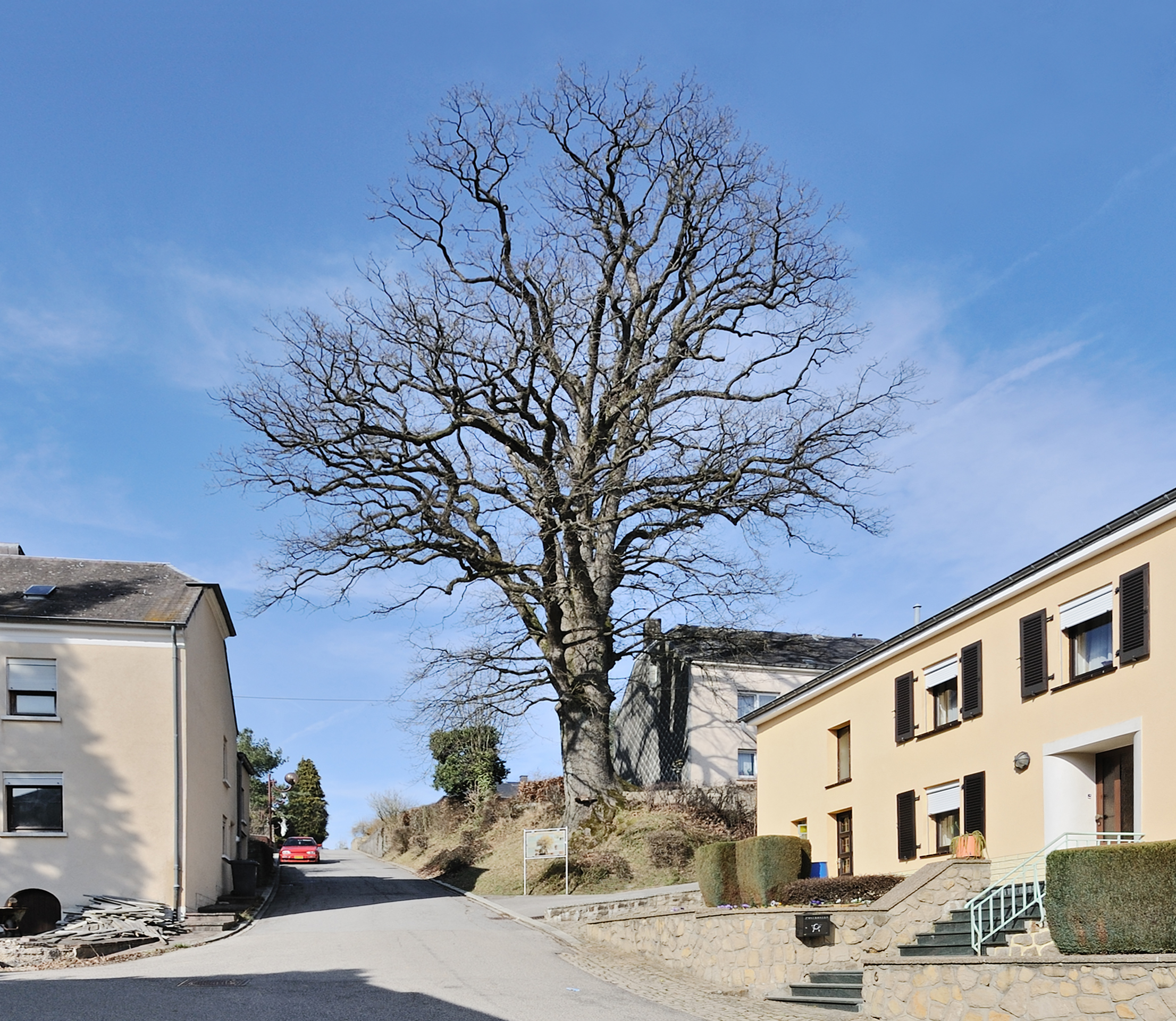 Kleinbettingen Quercus robur 2011 a