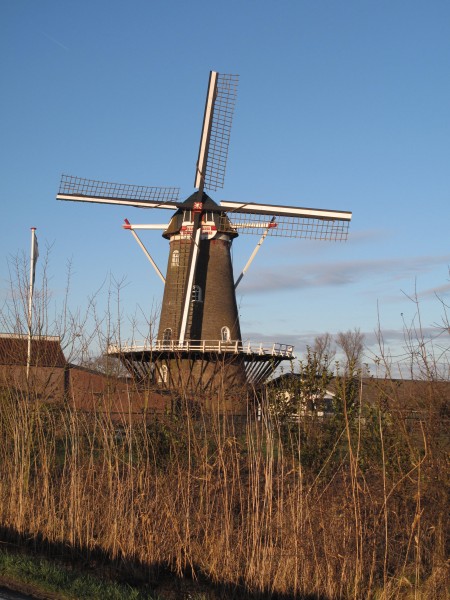 Afferden, korenmolen de Drie Waaien foto4 2011-01-16 15.55