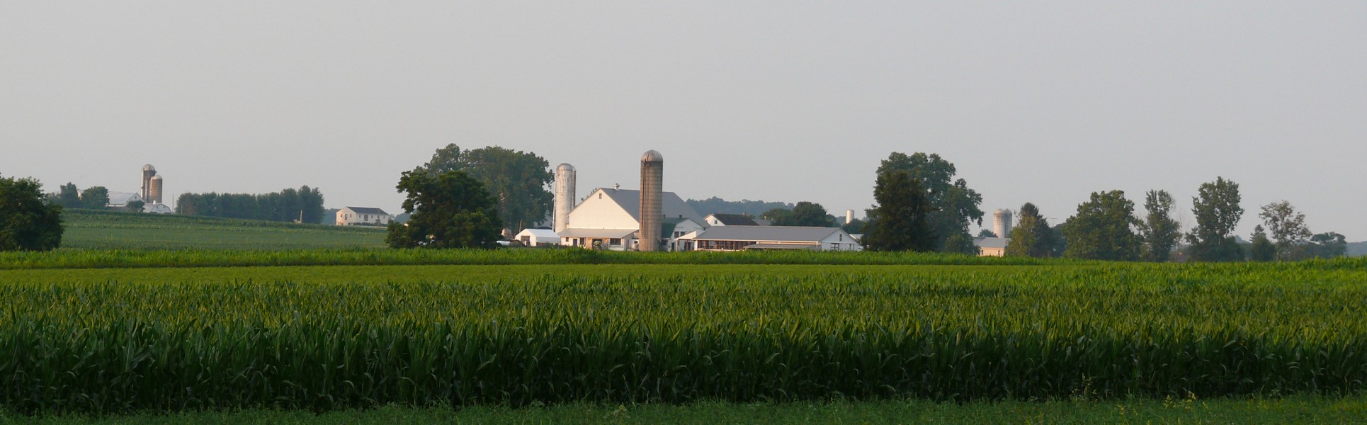 Amish dairy farms 2
