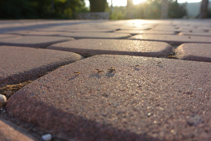 Ants at Dishon village square