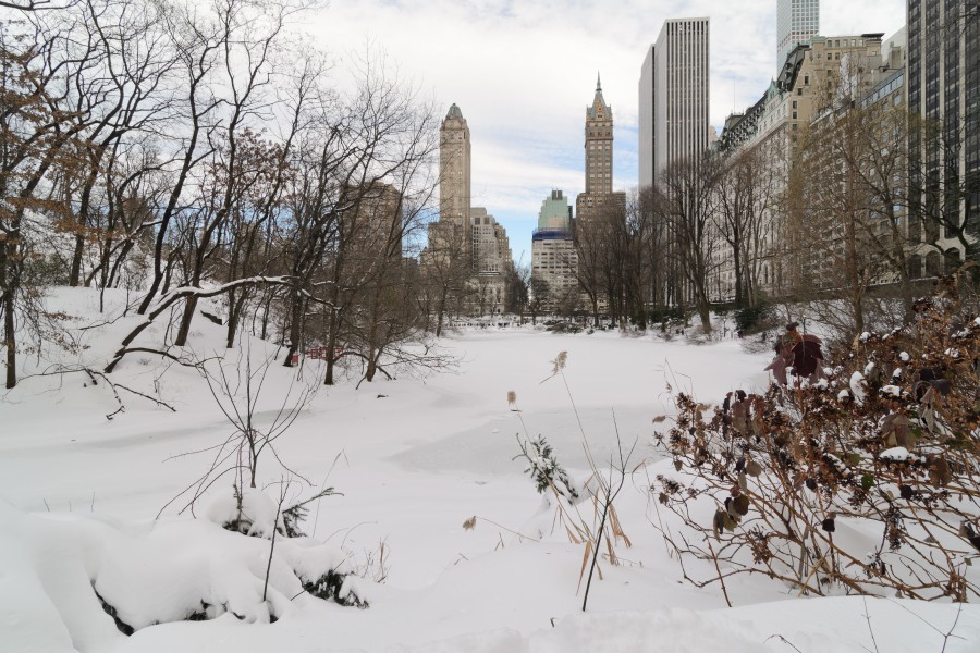 Central Park New York January 2016 004