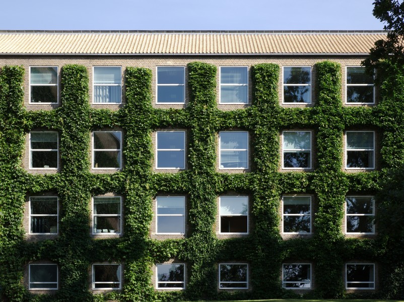Efeu omkring vinduerne, facade mod Universitetsparken