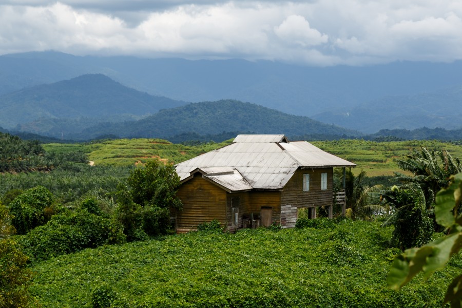 Kimanis Sabah Plantation-of-Sawit-KK-03