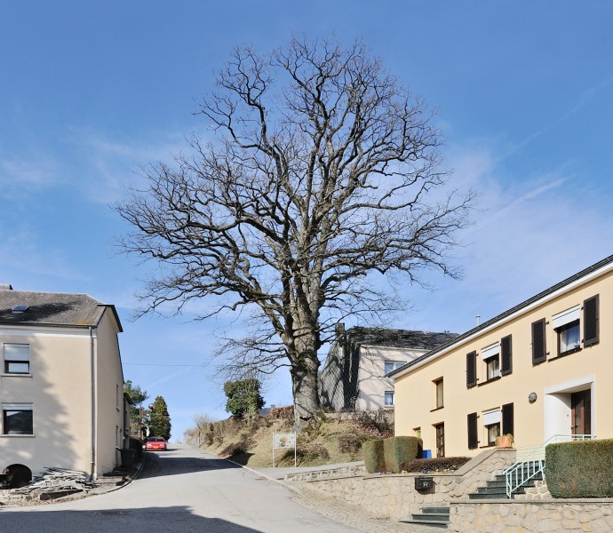Kleinbettingen Quercus robur 2011 a