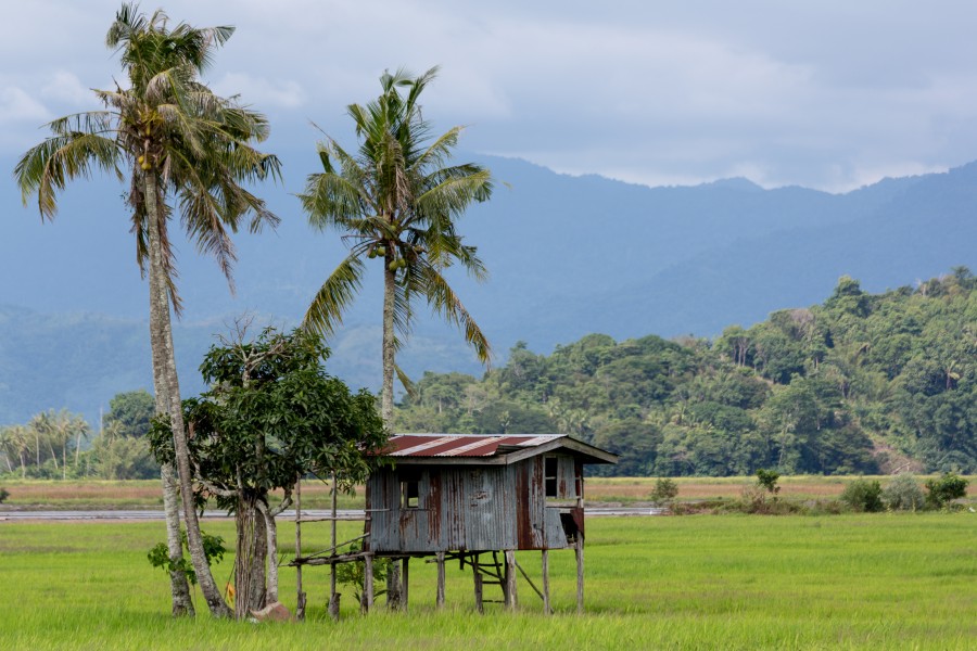 KotaBelud Sabah Rice-Padi-01