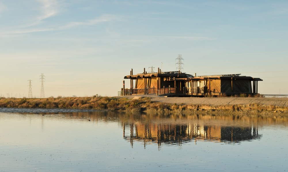 Palo Alto Baylands January 2013 004