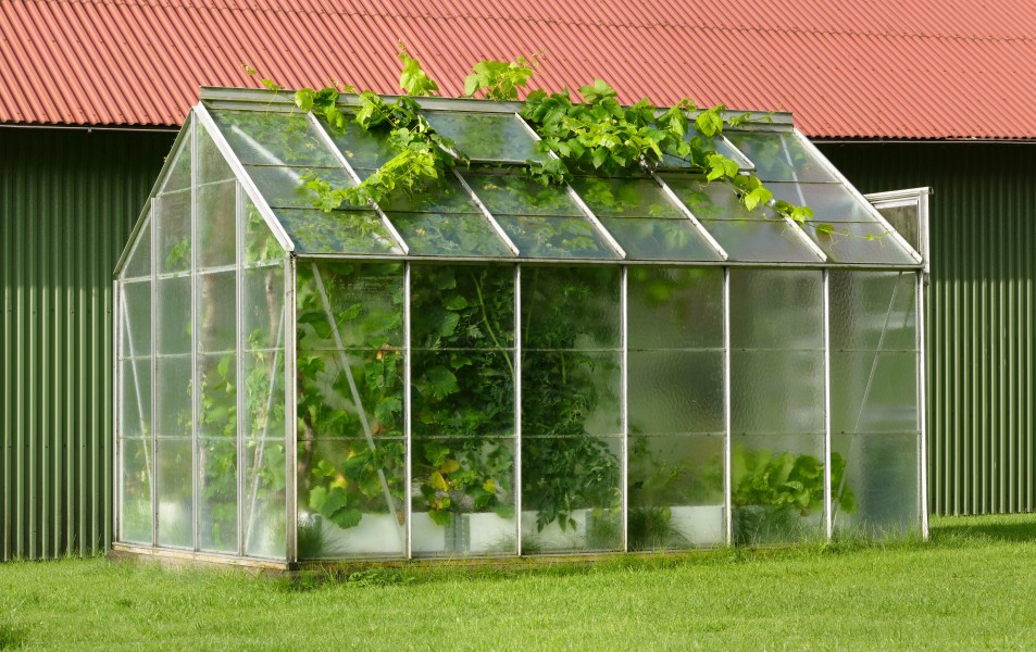 Small greenhouse with grapevines escaping