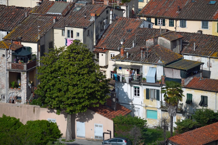 The old blocks of Lucca. Italy