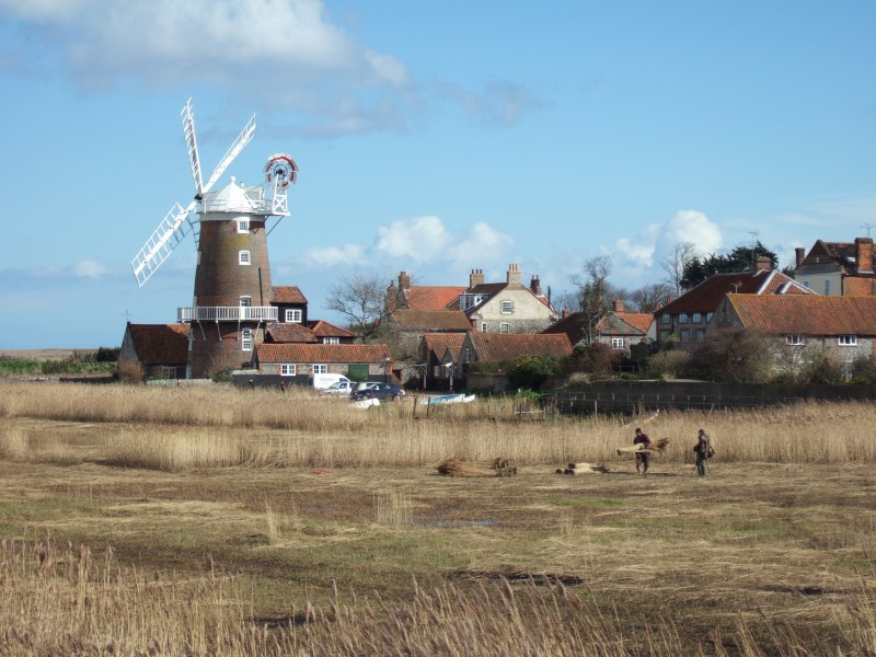 Windmill Reed beds Cley