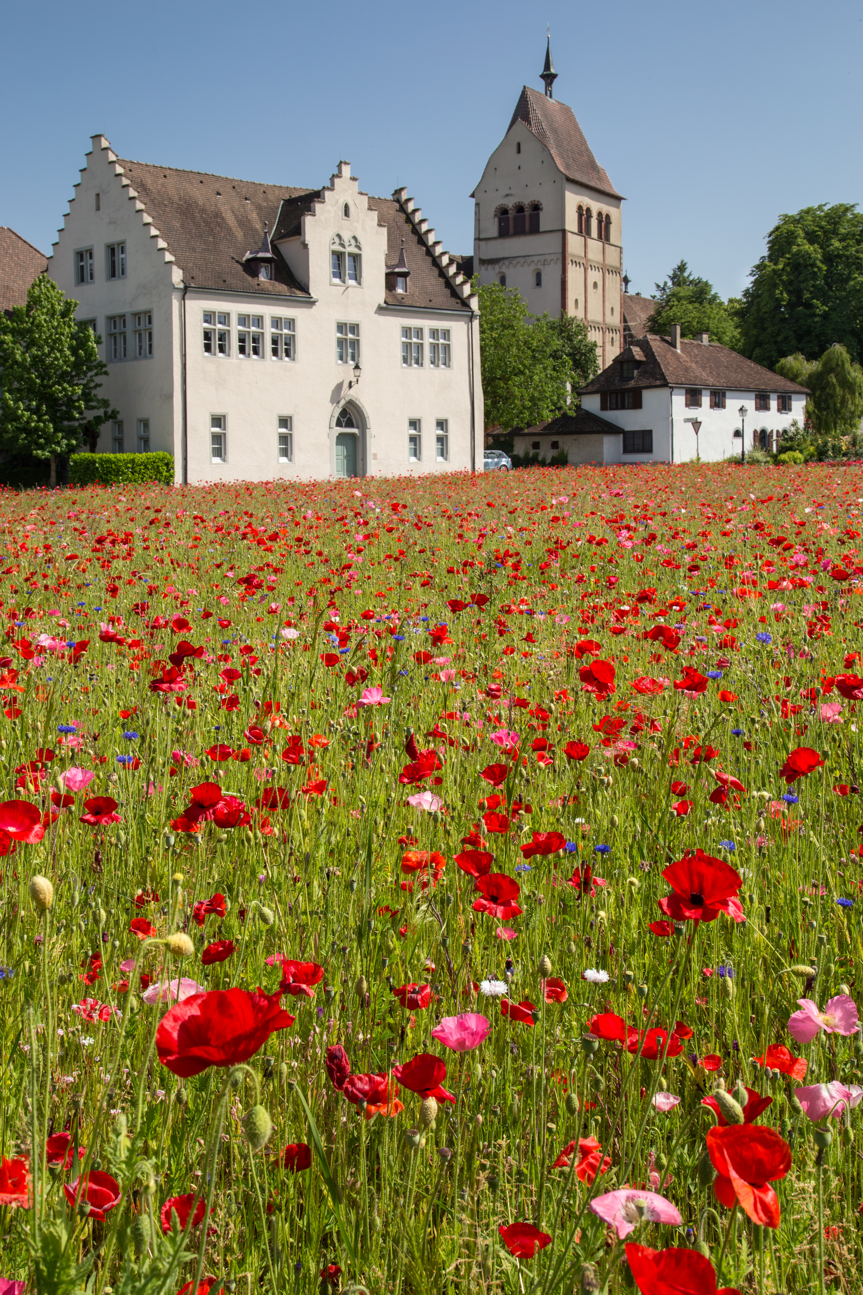 Reichenau-Mittelzell, Blumenwiese und Münster