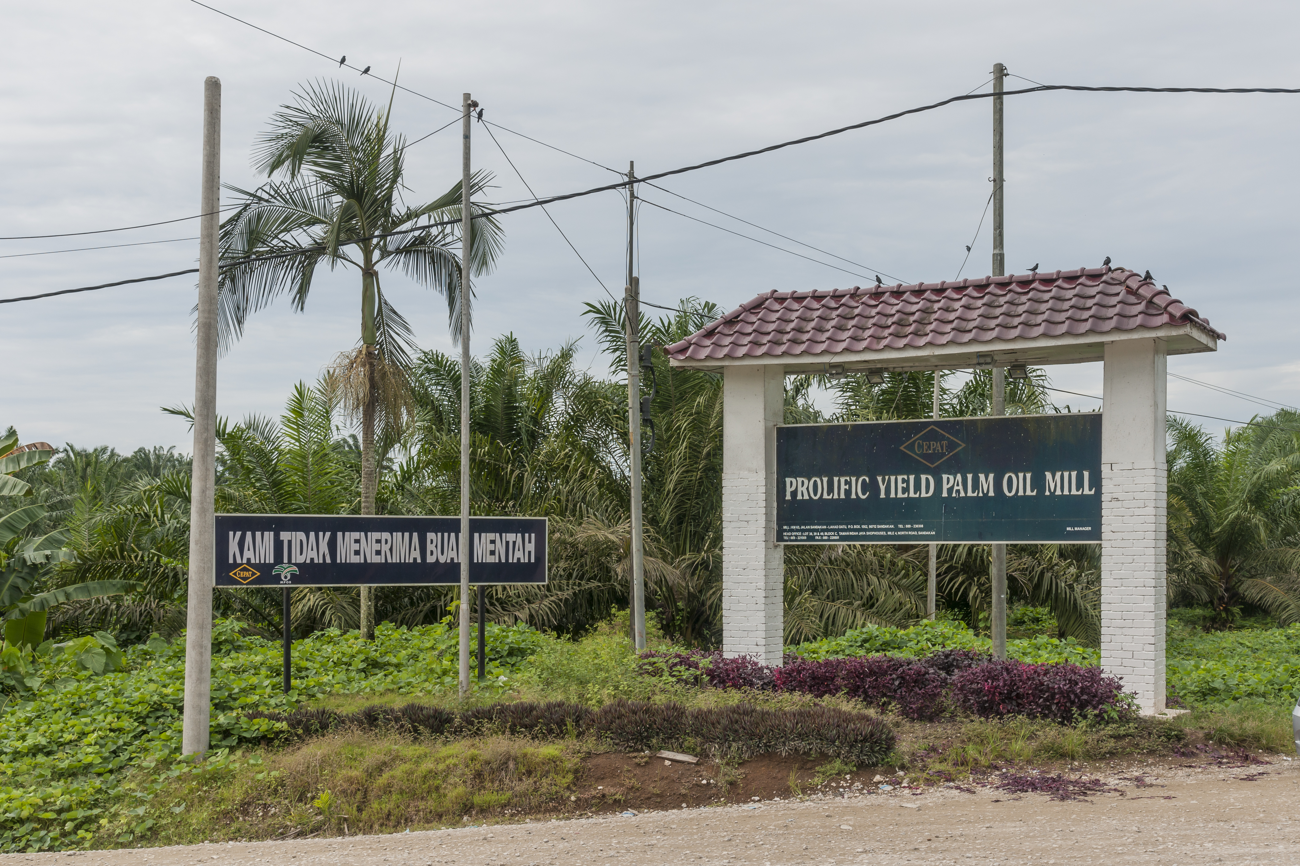 Sandakan Sabah Prolific-Yield-Palm-Oil-Mill-01