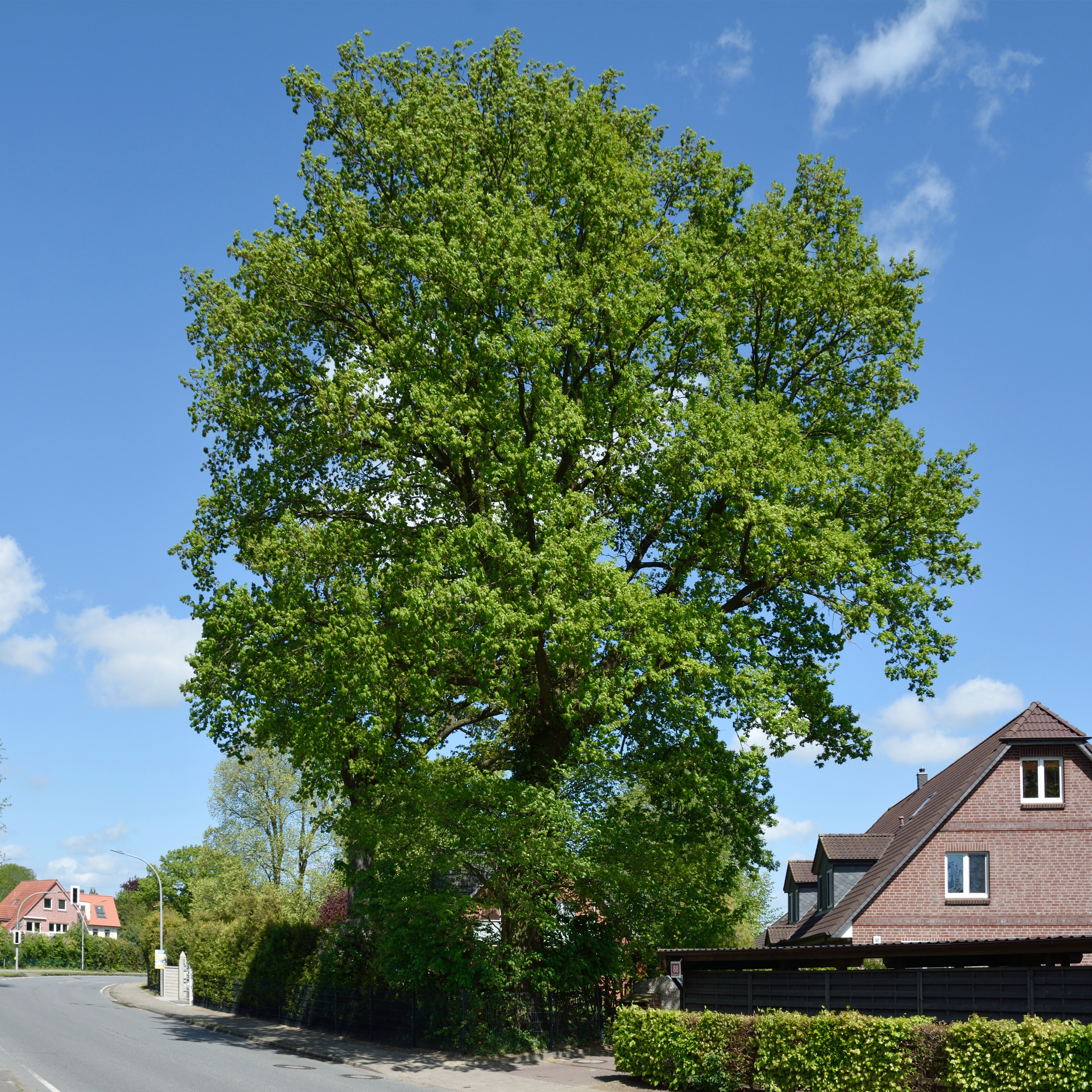 Schleswig-Holstein, Borstel-Hohenraden, Naturdenkmal 36-05 NIK 3335