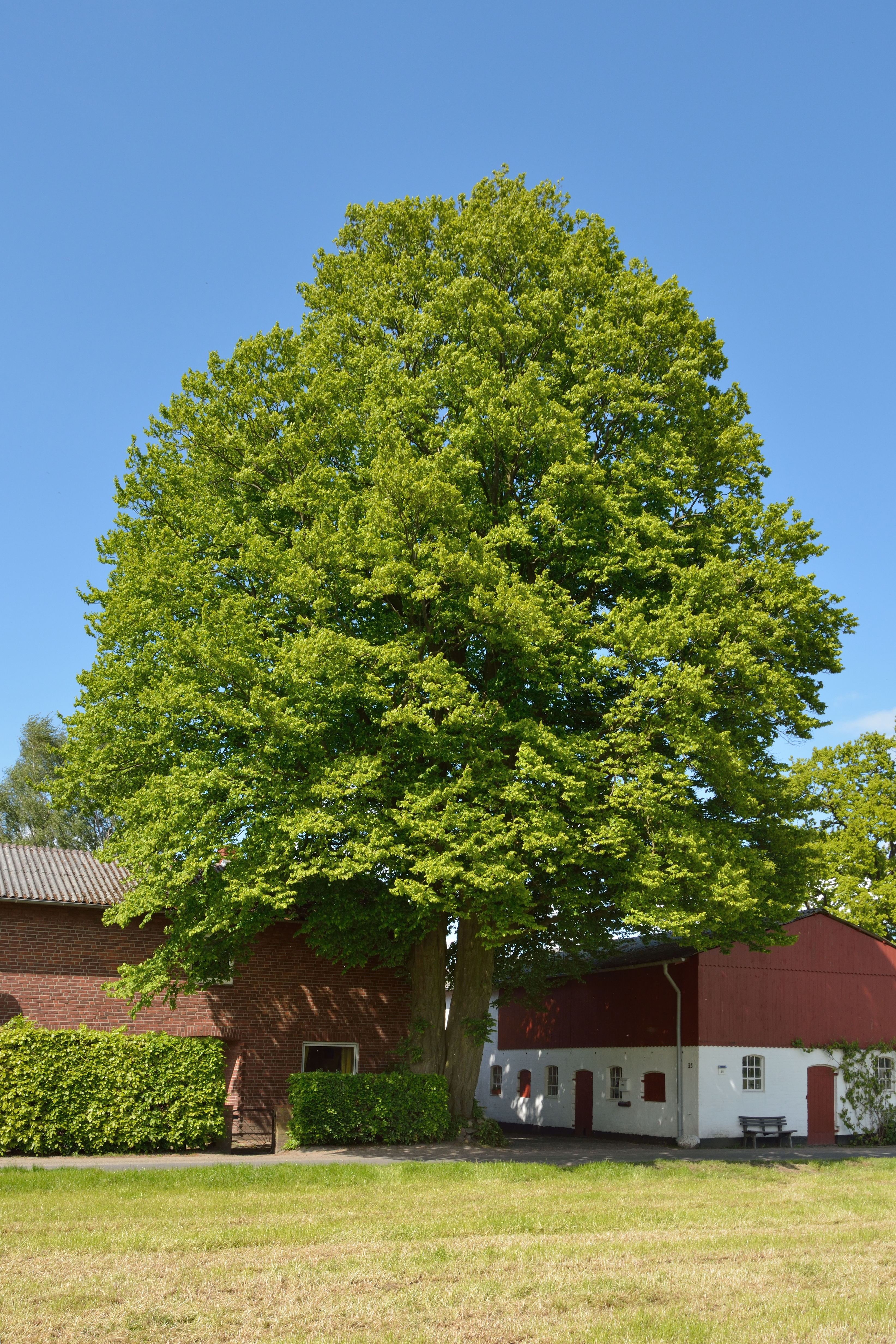 Schleswig-Holstein, Ellerau, Naturdenkmal 9-1 NIK 3781