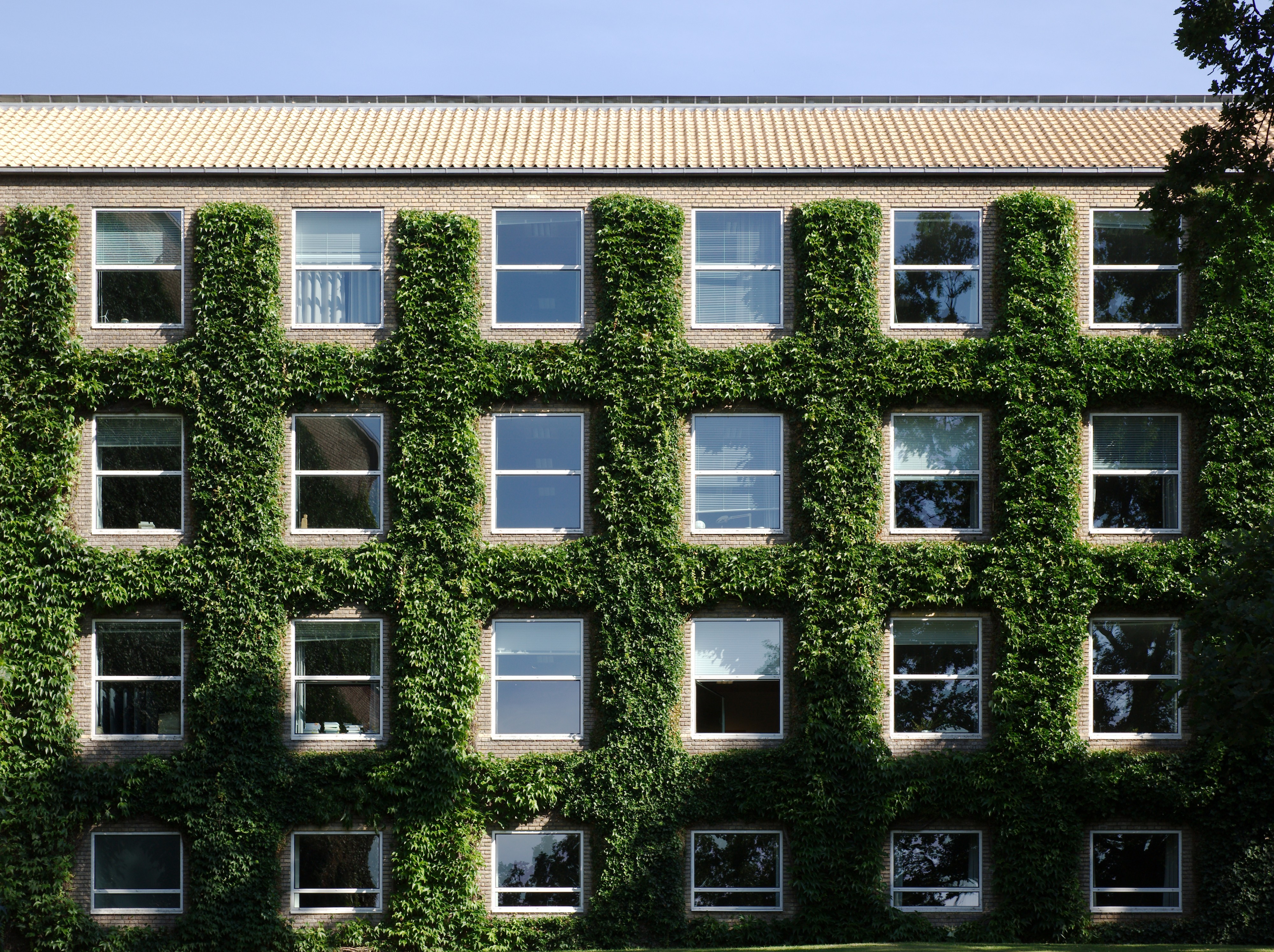 Efeu omkring vinduerne, facade mod Universitetsparken