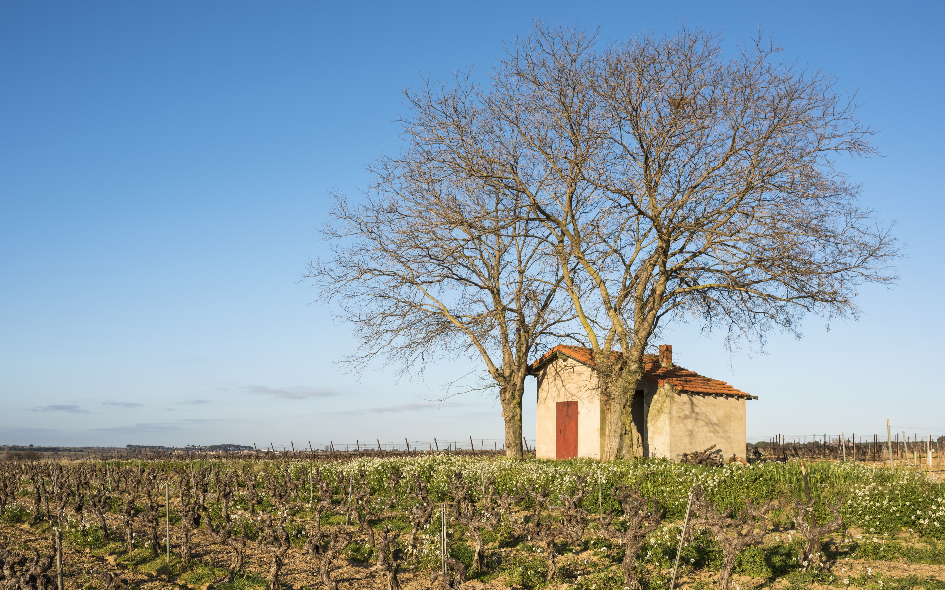 Mazet in vineyards, Mèze cf01
