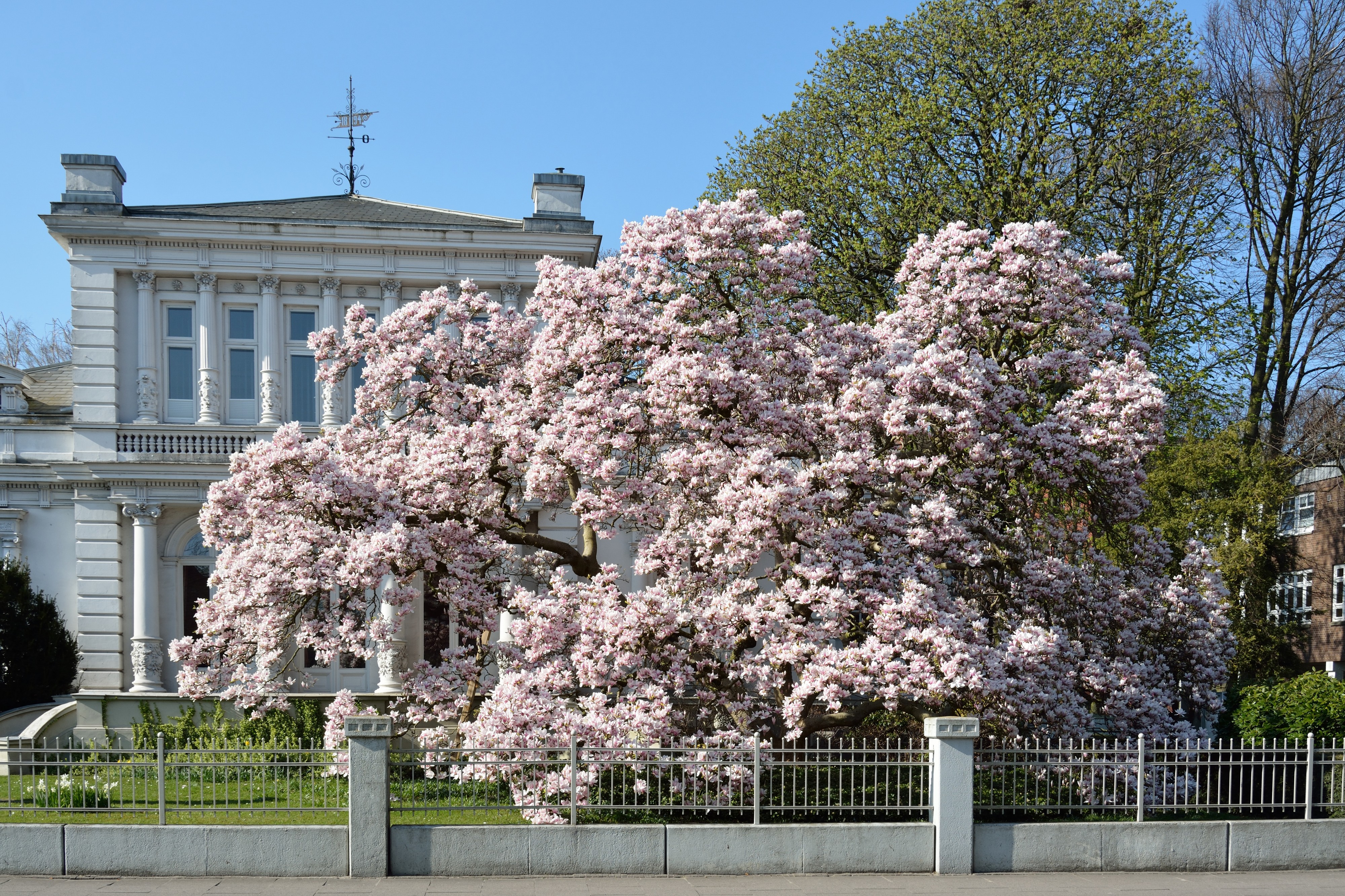 Schleswig-Holstein, Elmshorn, Naturdenkmal 02-06 NIK 1978
