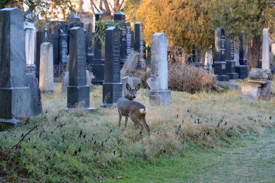 Capreolus capreolus Wien Zentralfriedhof 20161230 01