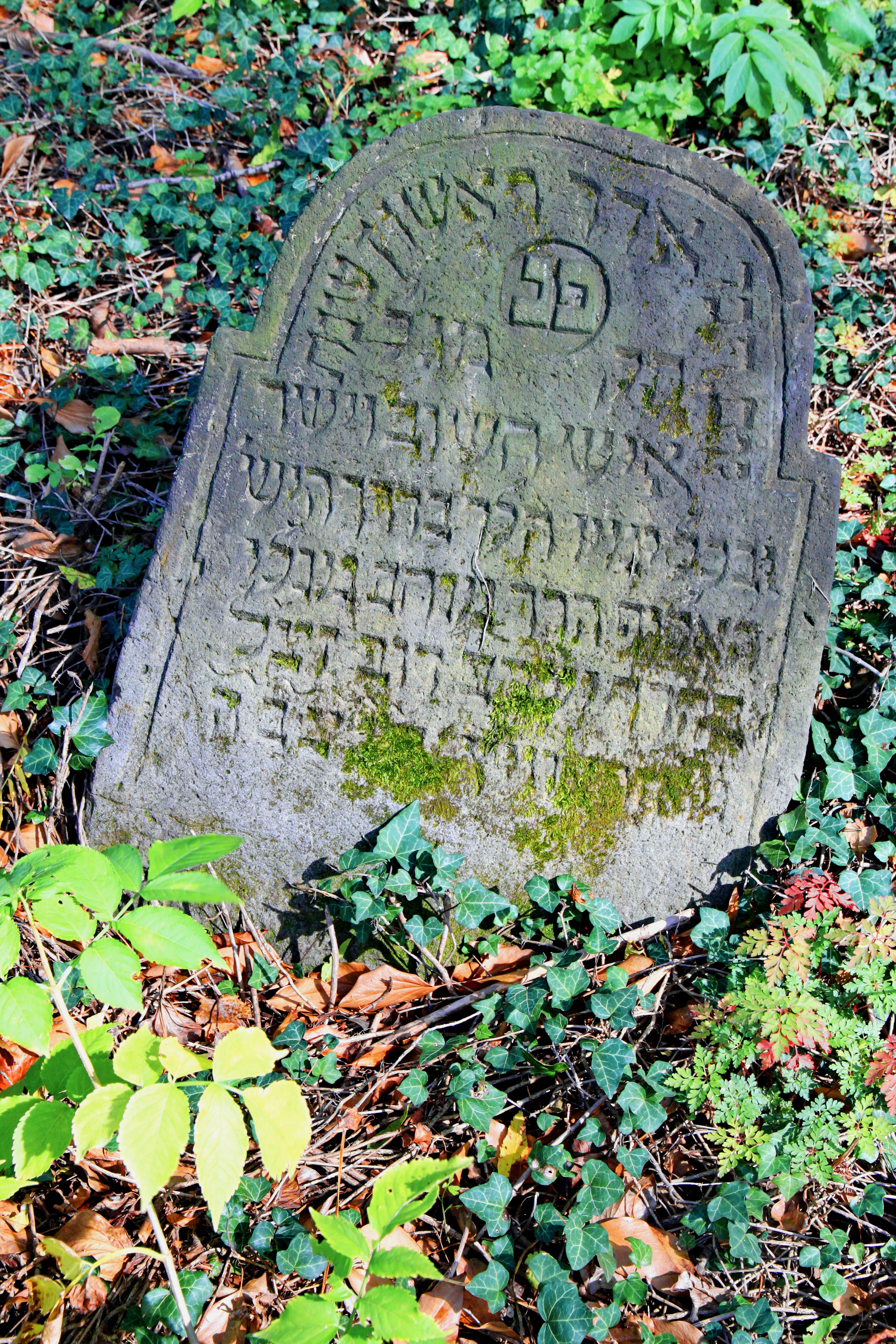Stary cmentarz żydowski w Cieszynie42