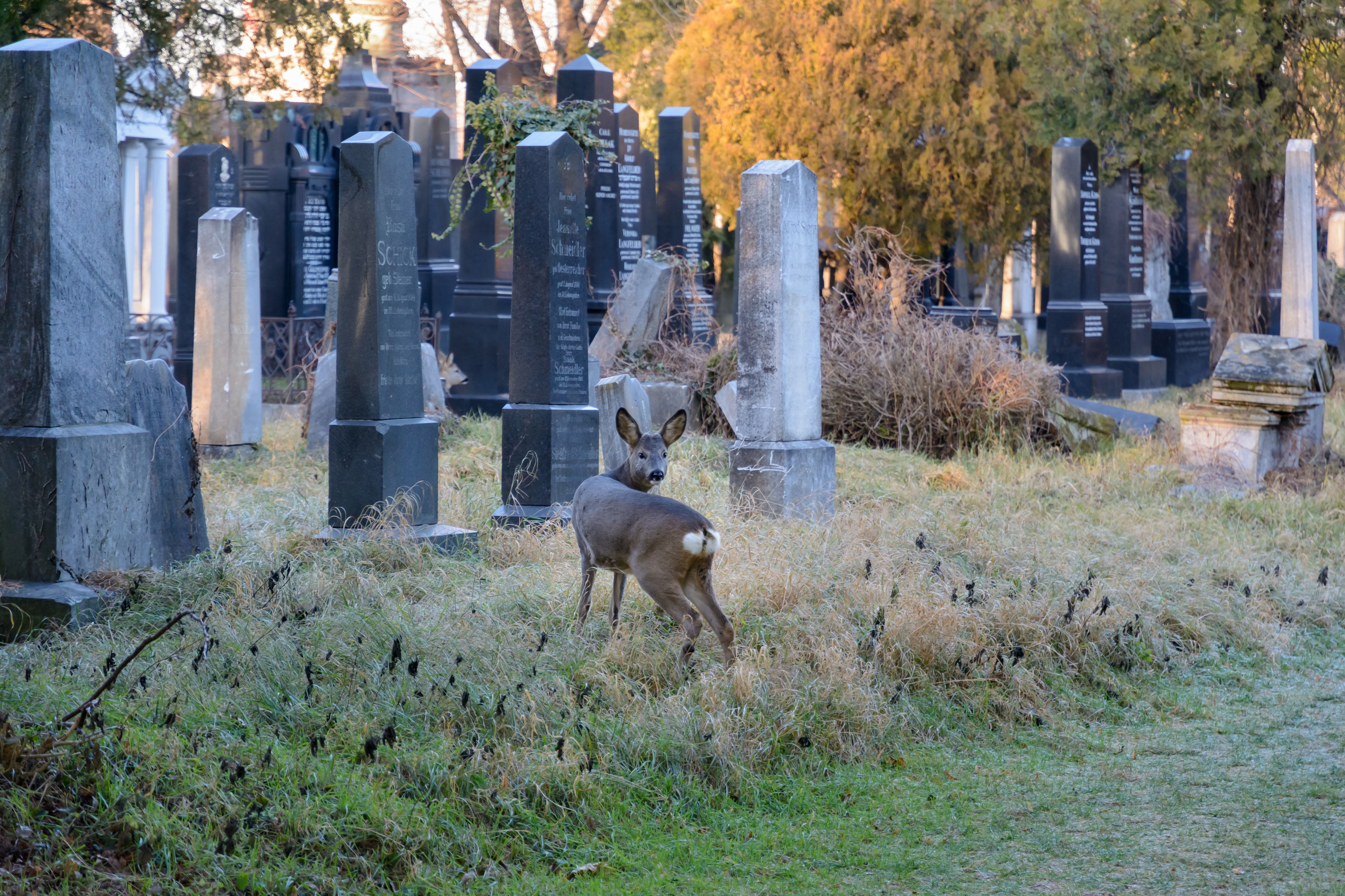 Capreolus capreolus Wien Zentralfriedhof 20161230 01