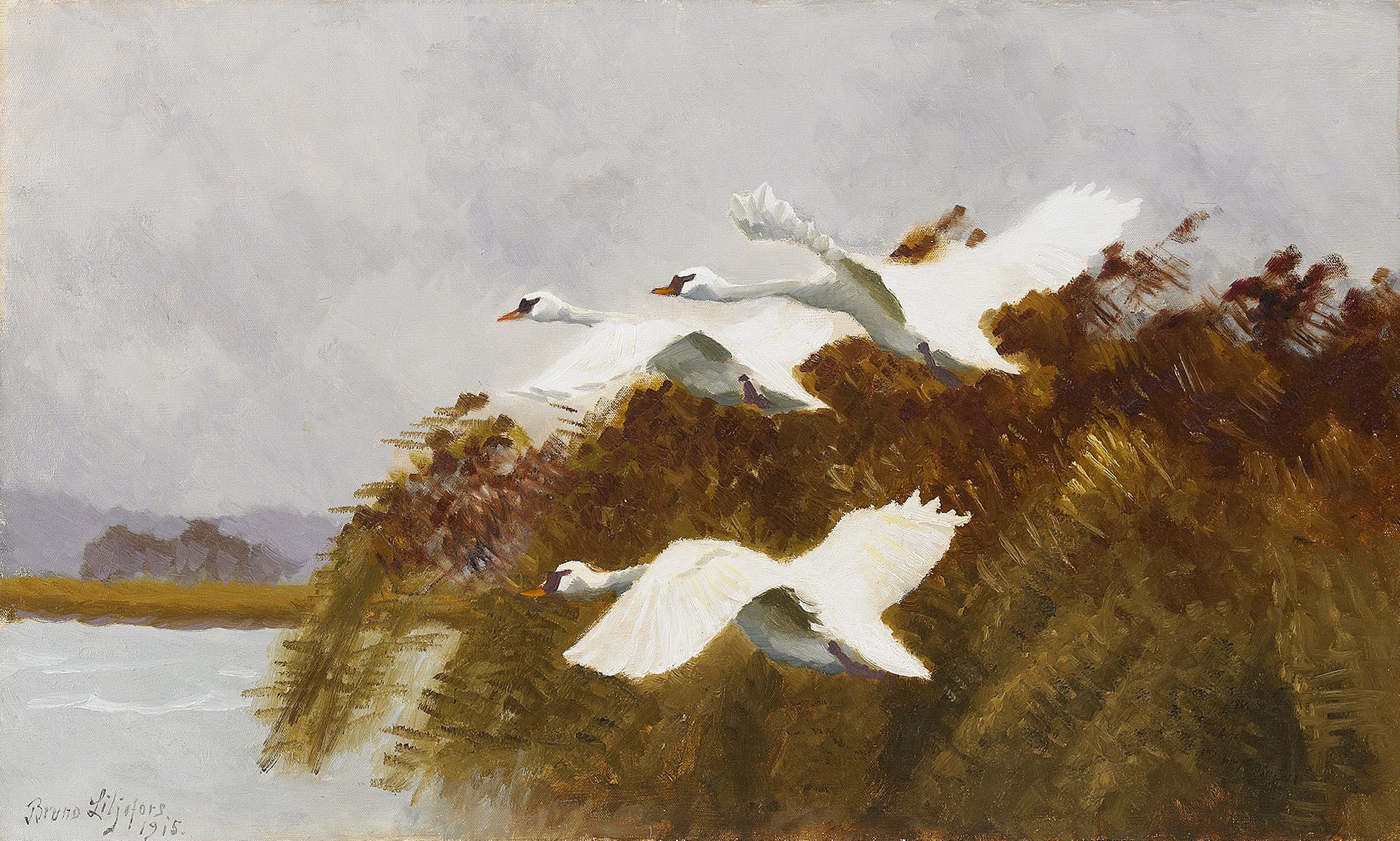 Bruno Liljefors - Streching swans 1915