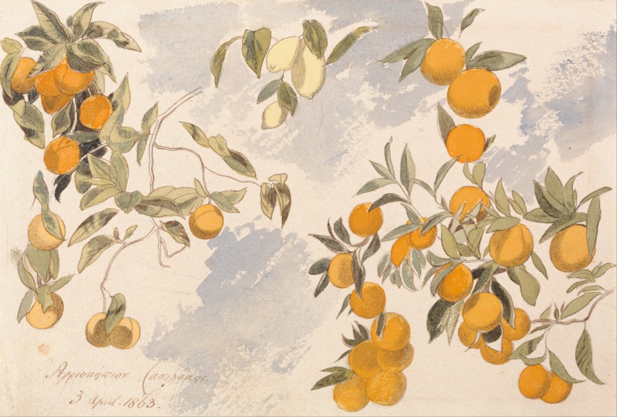 Edward Lear - Fruit trees, 3 April 1863 - Google Art Project