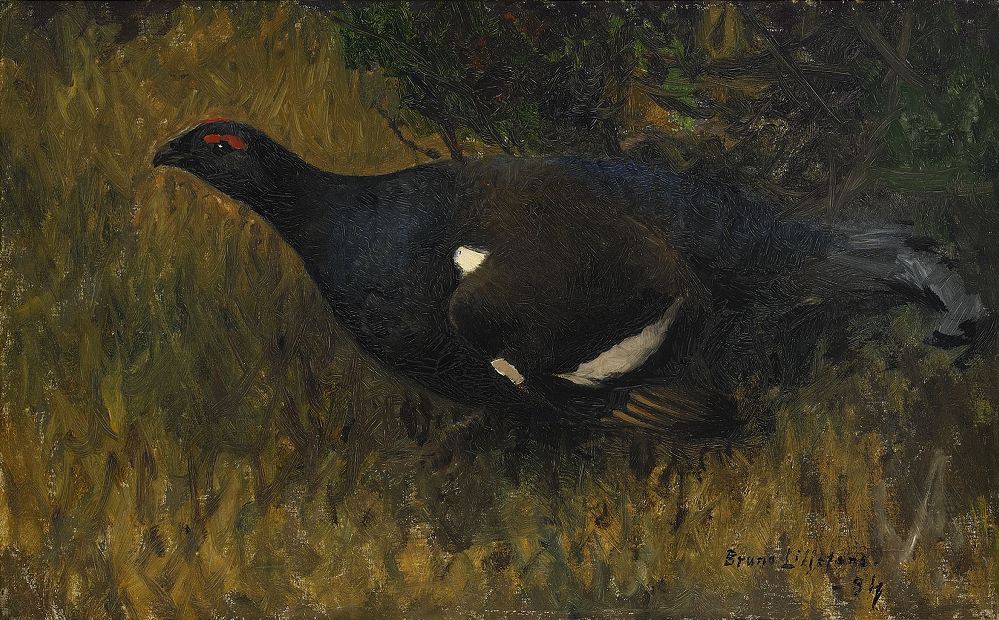 Bruno Liljefors - Black Grouse cock 1894 (framed)