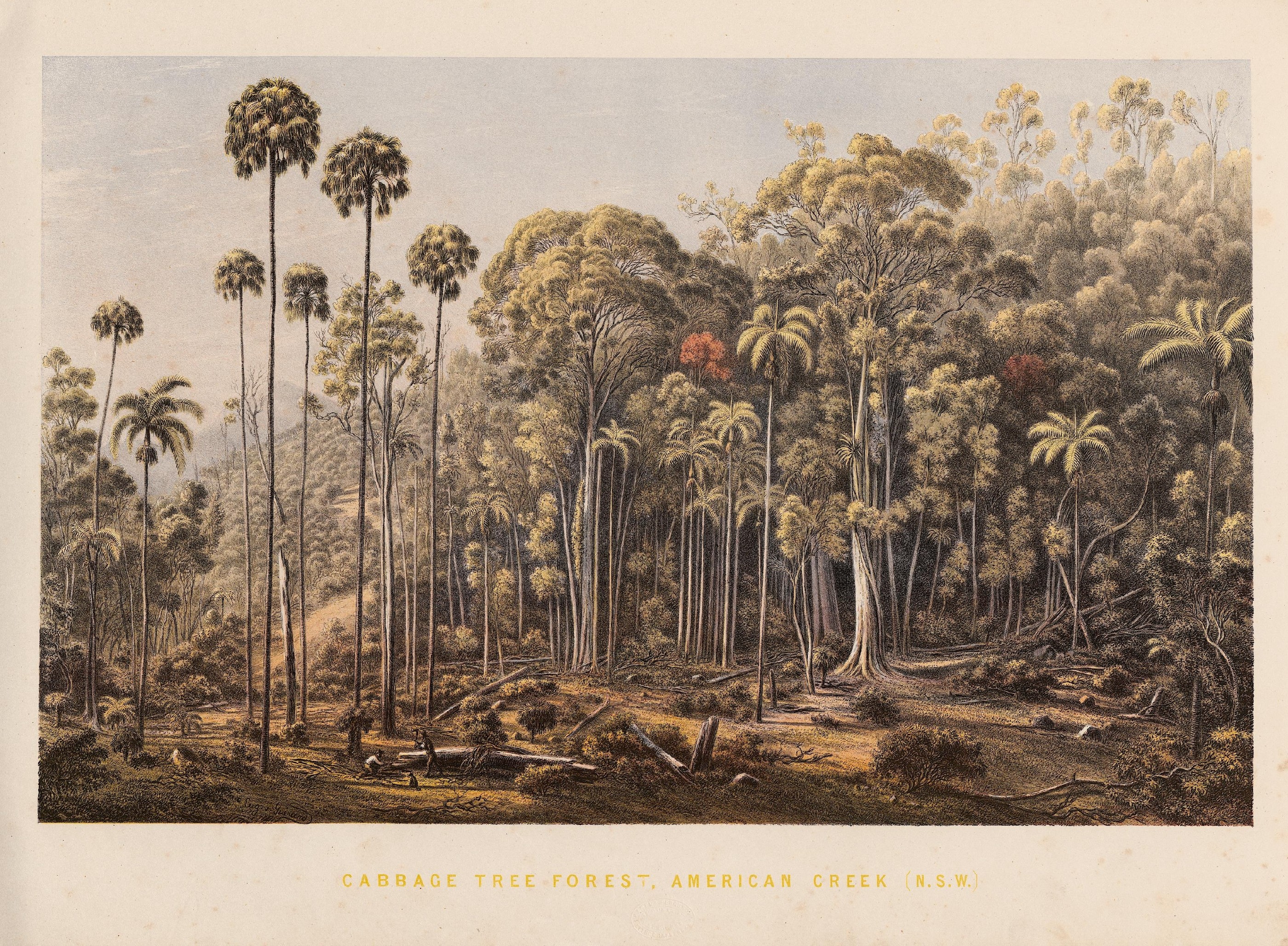 Cabbage Tree Forest, American Creek (NSW)